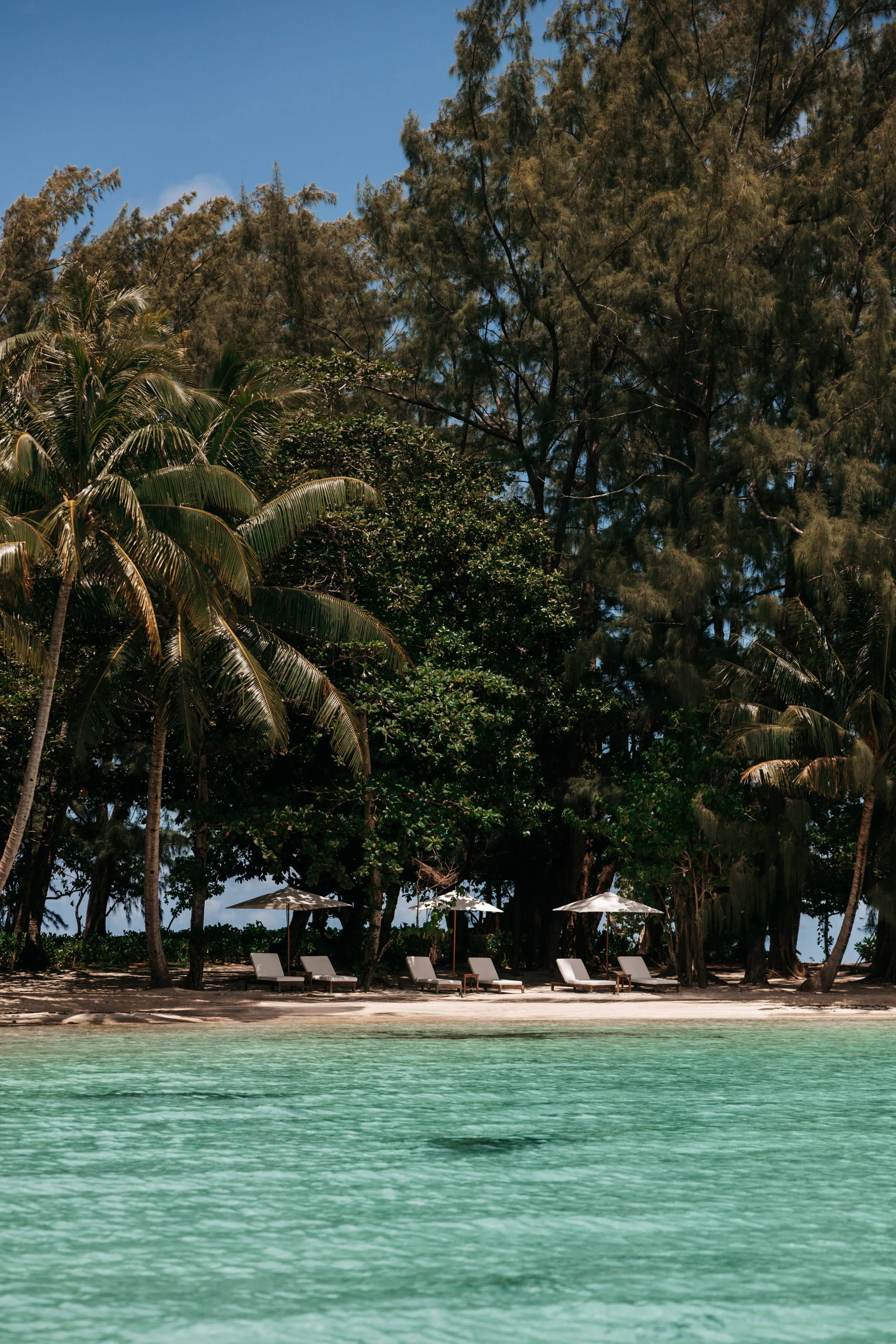 Plage tropicale avec des chaises longues sous des parasols, entourée de palmiers et d'arbres, avec de l'eau turquoise au premier plan et un ciel bleu en arrière-plan.