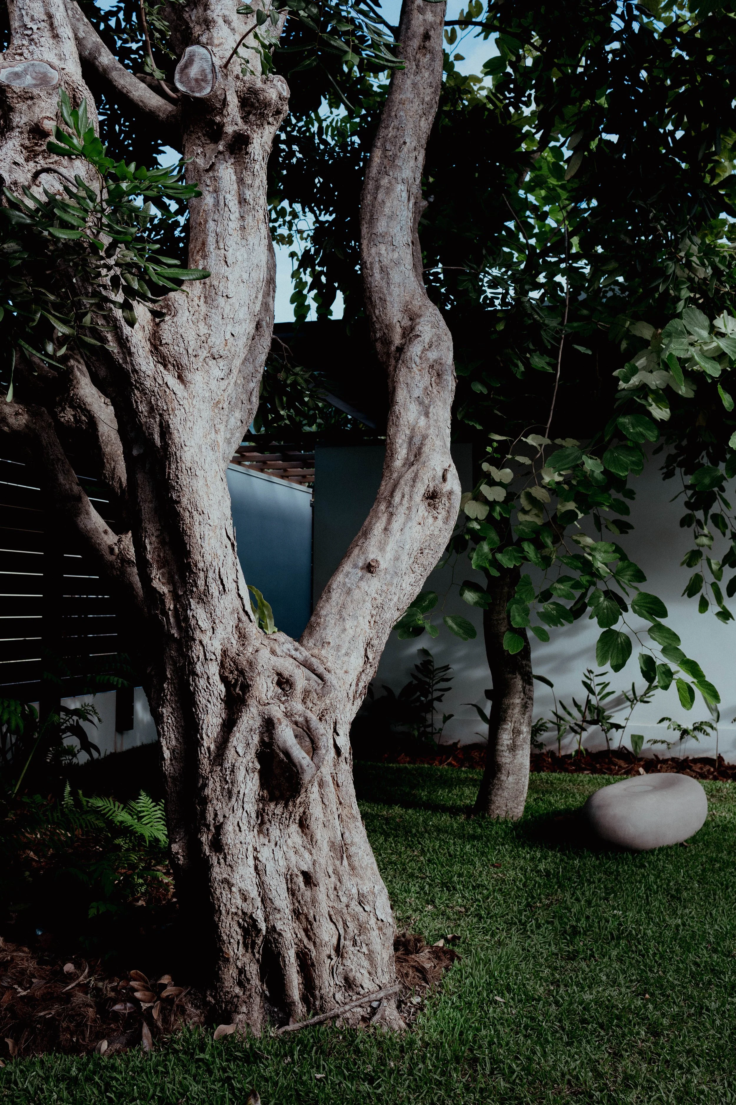 Un arbre avec un tronc particulièrement twisted dans un jardin, avec une grande pierre plate à côté, et un mur blanc en arrière-plan.