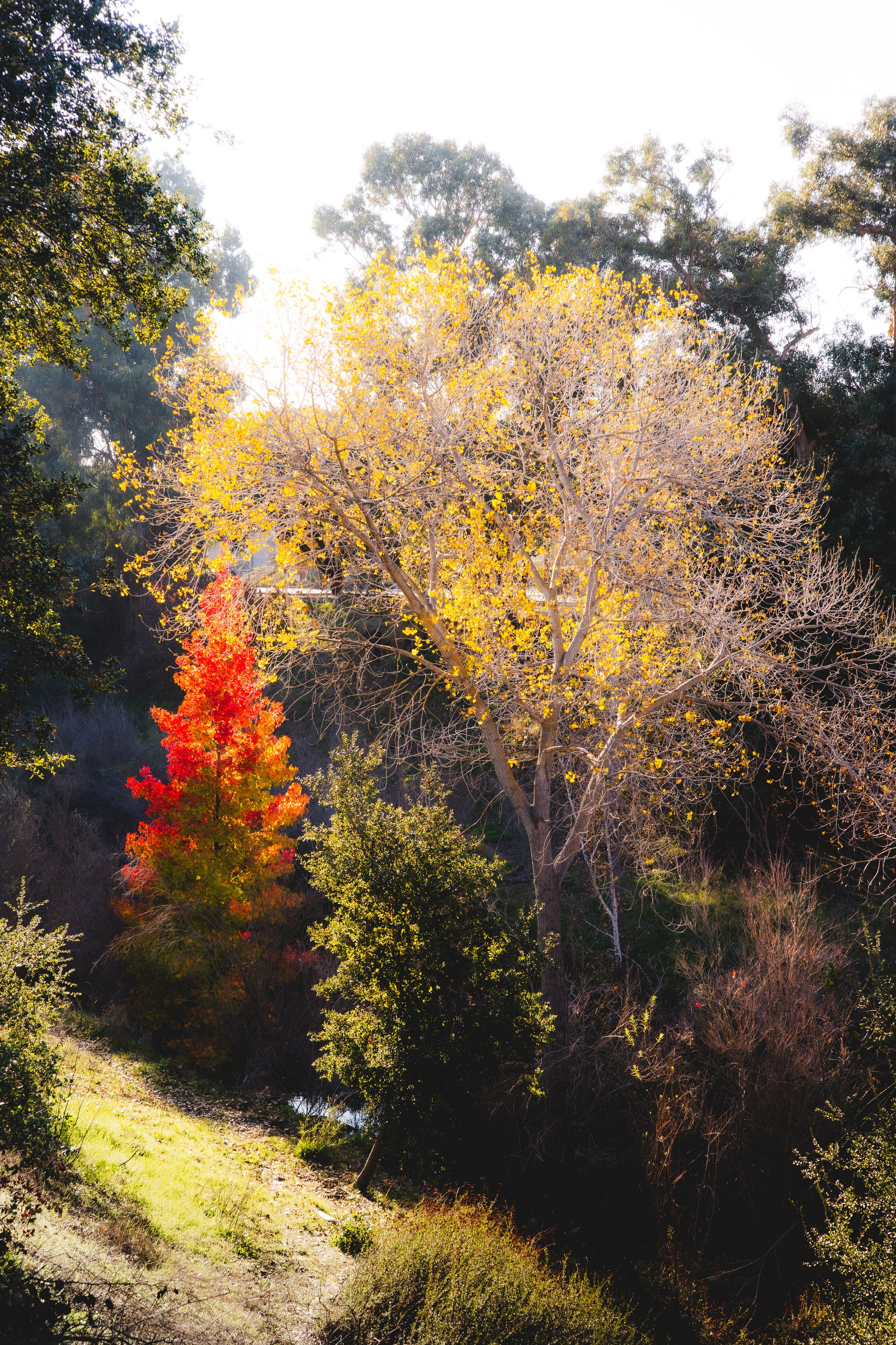 Fall colors in Campbell, CA. Sony A7C II + Voigtlander Nokton VM 50mm f/1.5 II MC