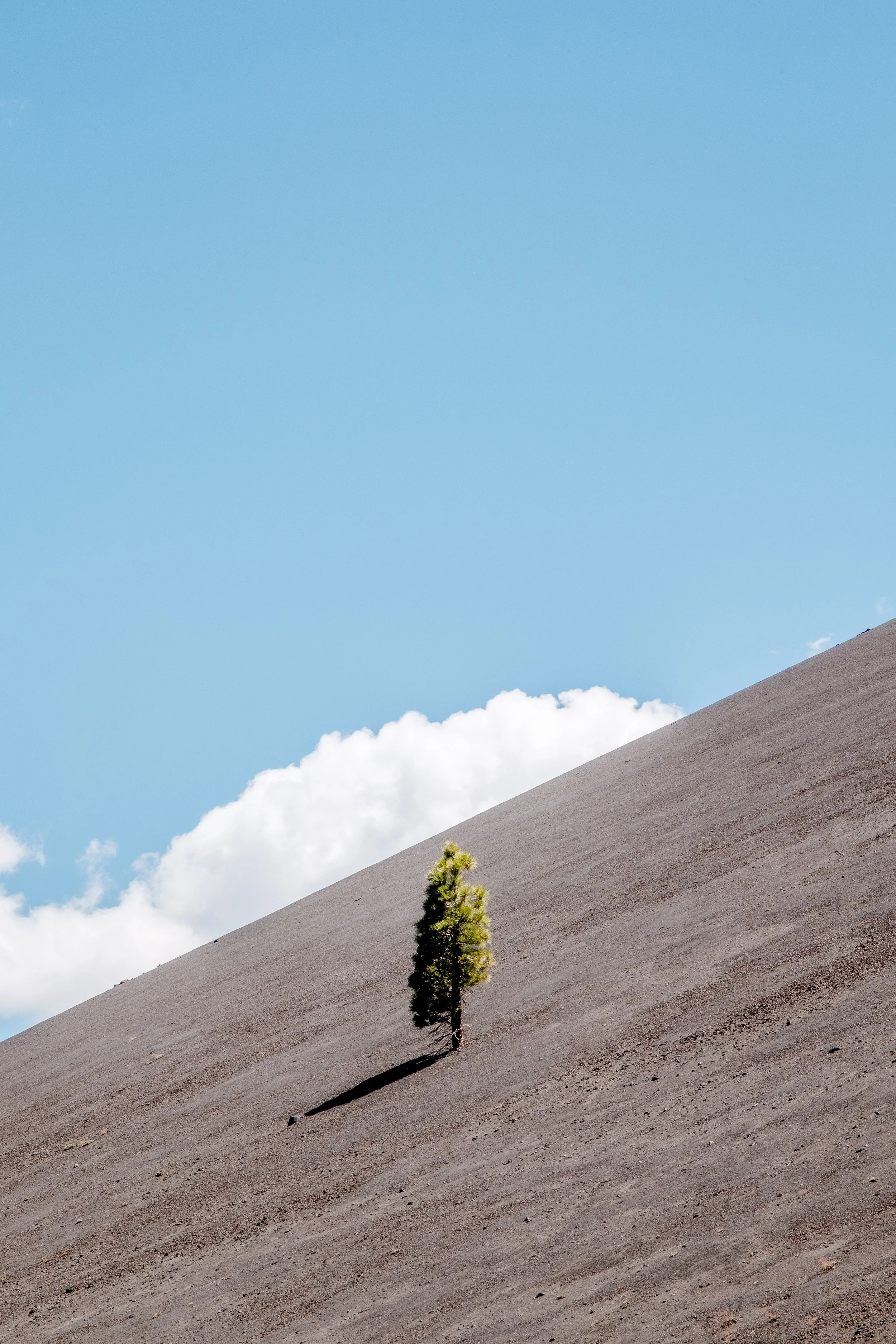 Lone tree at Lassen Volcanic National Park. Fujifilm X-T2 + XF 16-80mm f/4