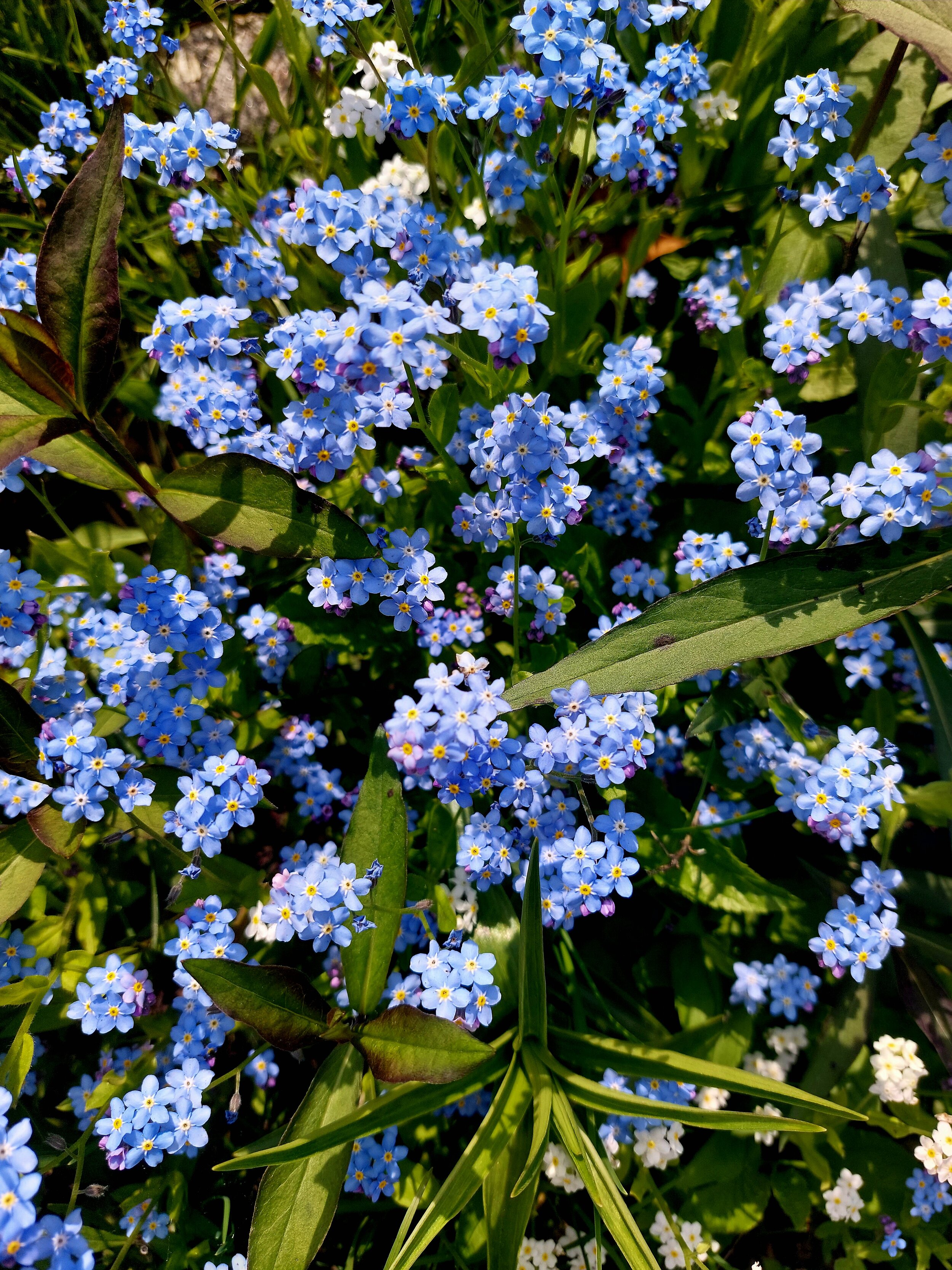 Close-up of small blue flowers with yellow centers, surrounded by green leaves.