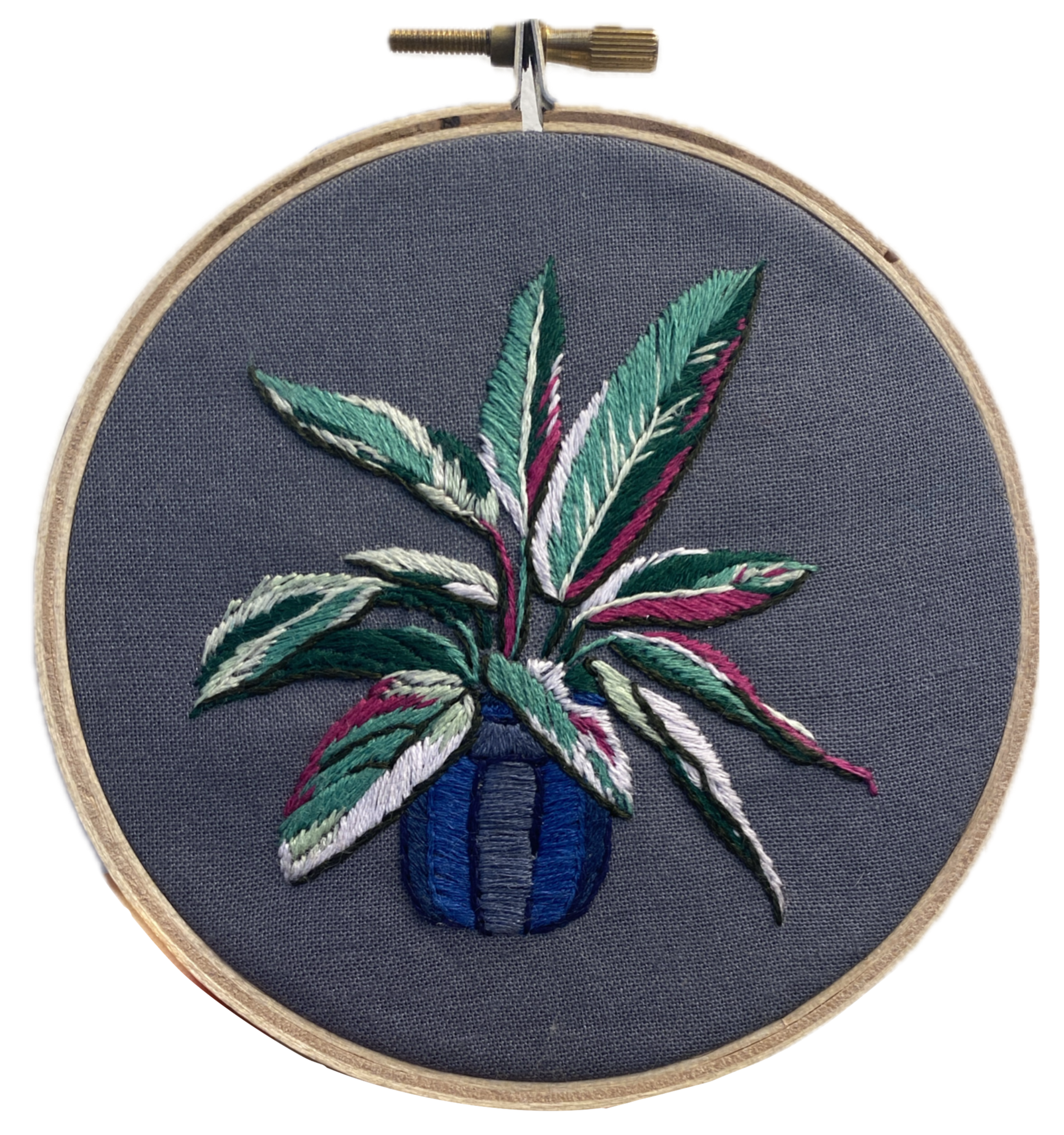 Stromanthe Triostar 4-inch Hoop