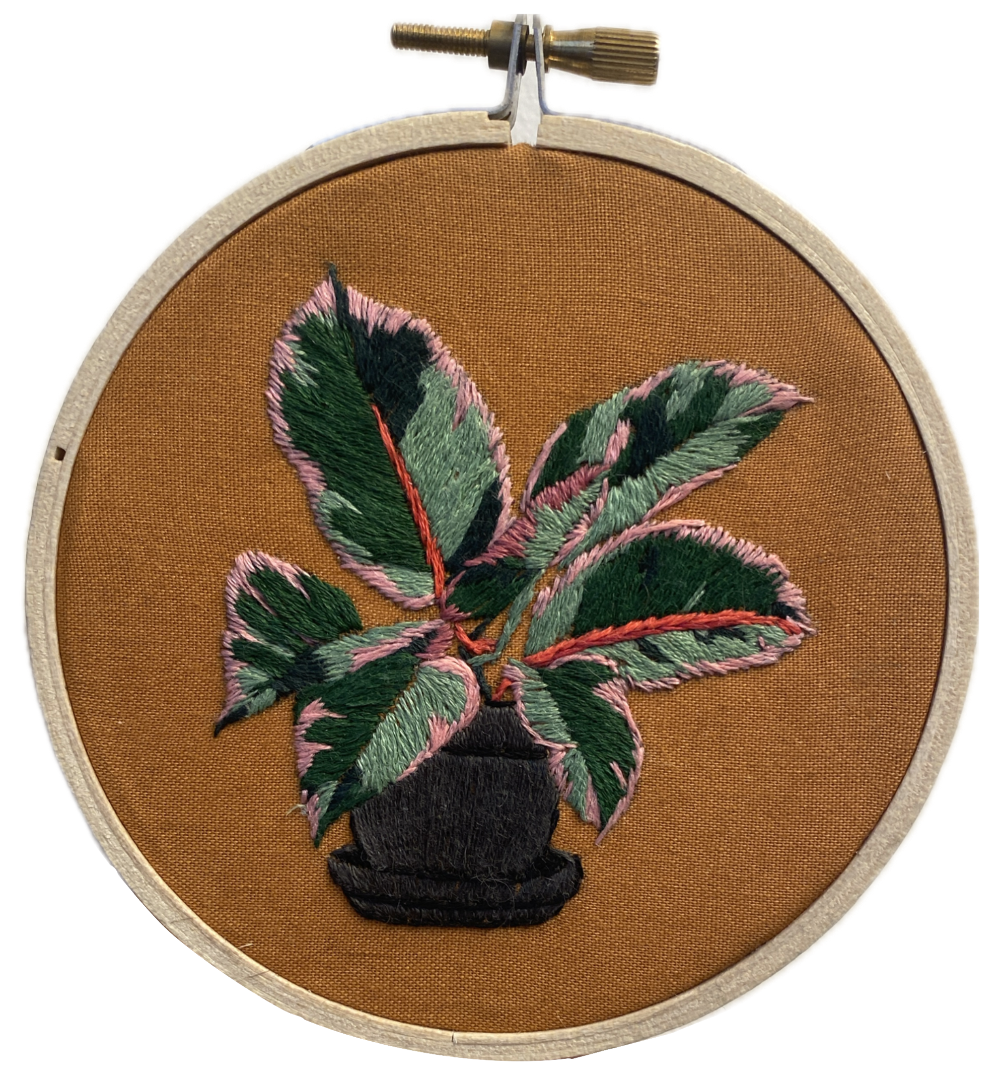 Variegated Rubber Plant 4-inch Hoop