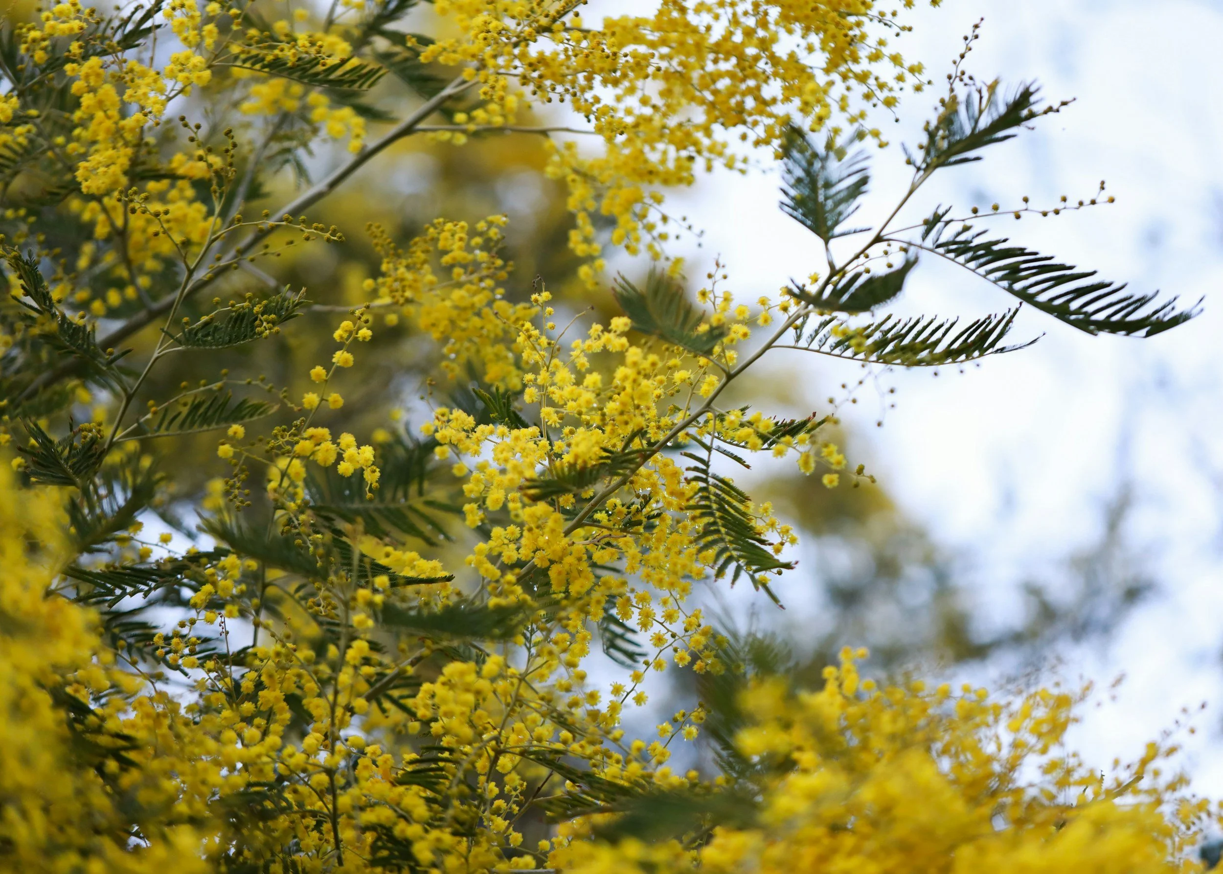 Yellow flowering wattles of a tree with fern-like leaves against a blue sky.