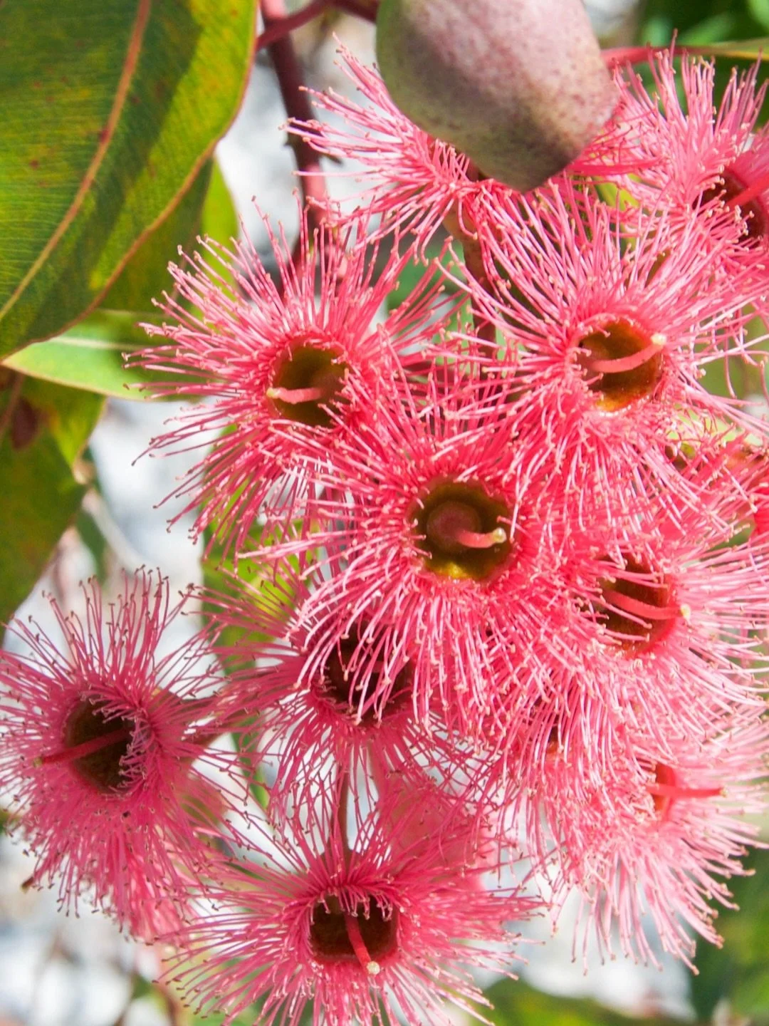 One of our best sellers - the zesty butter cap with contrasting red flowering gum is hard not to love. 

The nectar produced is so abundant and energy-rich that flowering gums are considered a keystone species for nectar-feeding birds. A single tree 