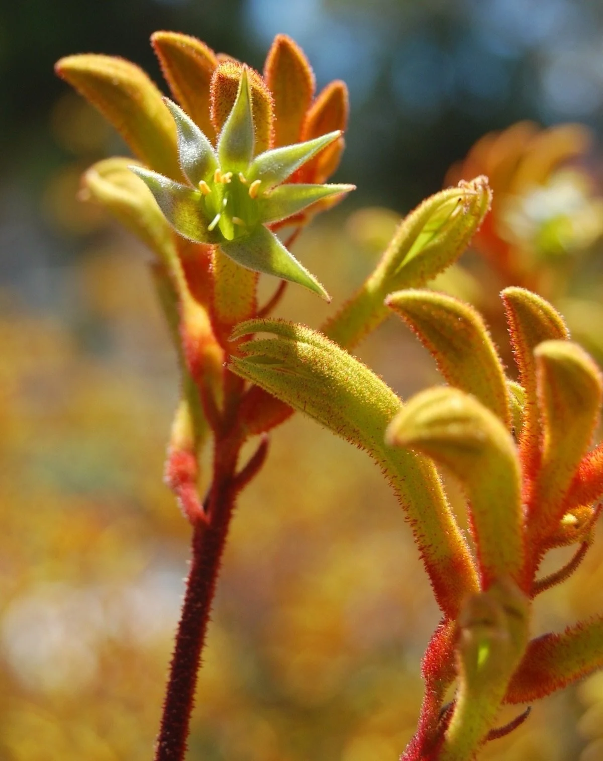 This is the colour we were chasing. That red-to-gold shift you see on Anigozanthos in full bloom, caught in thread on a forest green cap. 

New style. Late May drop. Pre-orders open soon.
