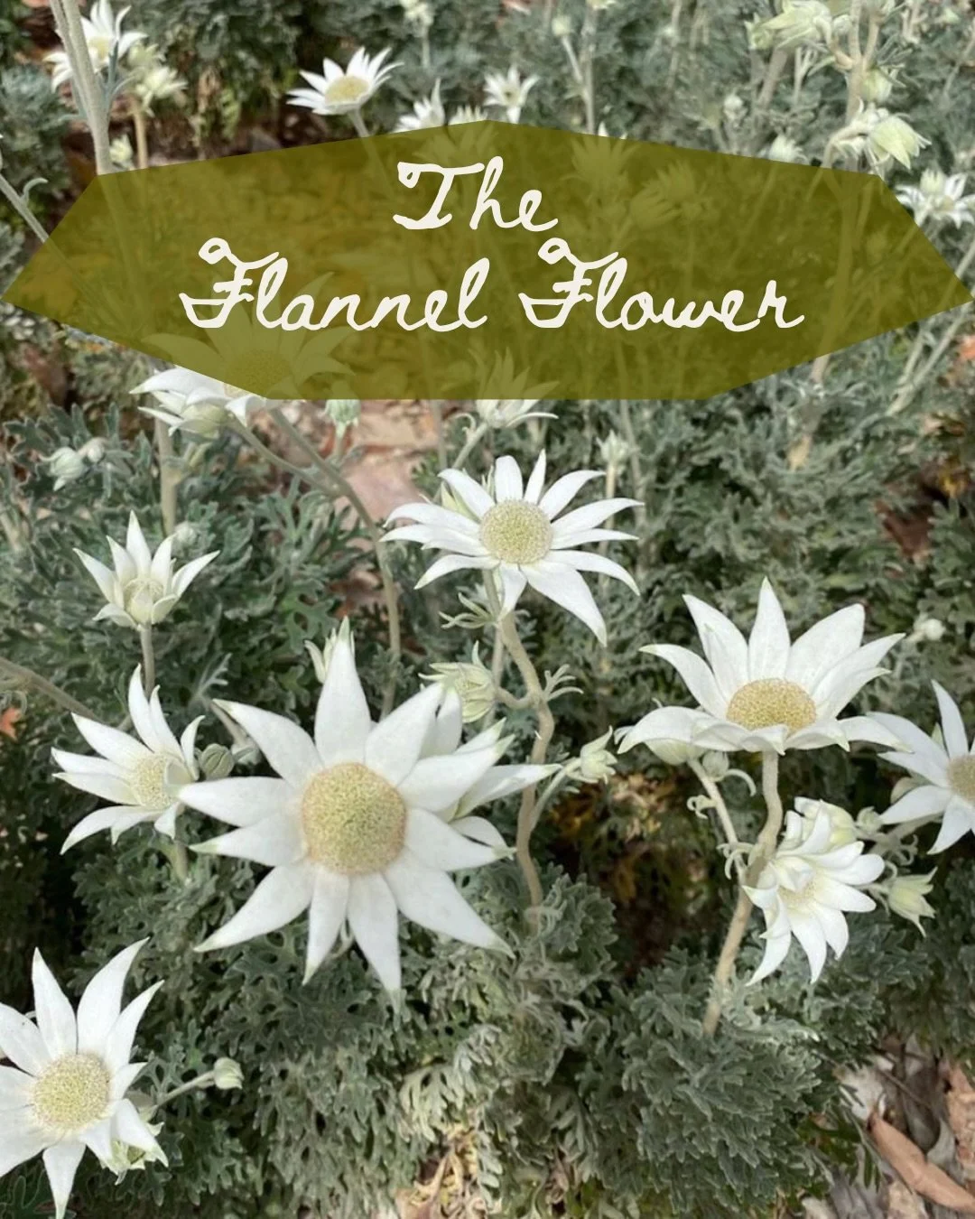 Soft, wild, and stronger than it looks. The flannel flower is one of Australia&rsquo;s most unique natives - velvety to touch, rare to find, and deeply symbolic of resilience.

Only 4 left in stock, until June. 🧢