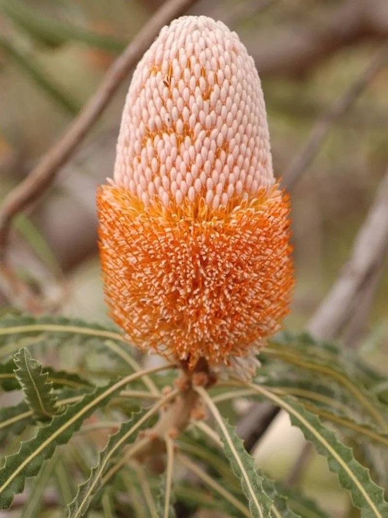 THE BANKSIA. Did you know?

They evolved with fire - their woody seed pods (follicles) are sealed shut and only open after the heat of a bushfire passes through.

Banksias are a major food source for honeyeaters and possums, producing so much nectar 