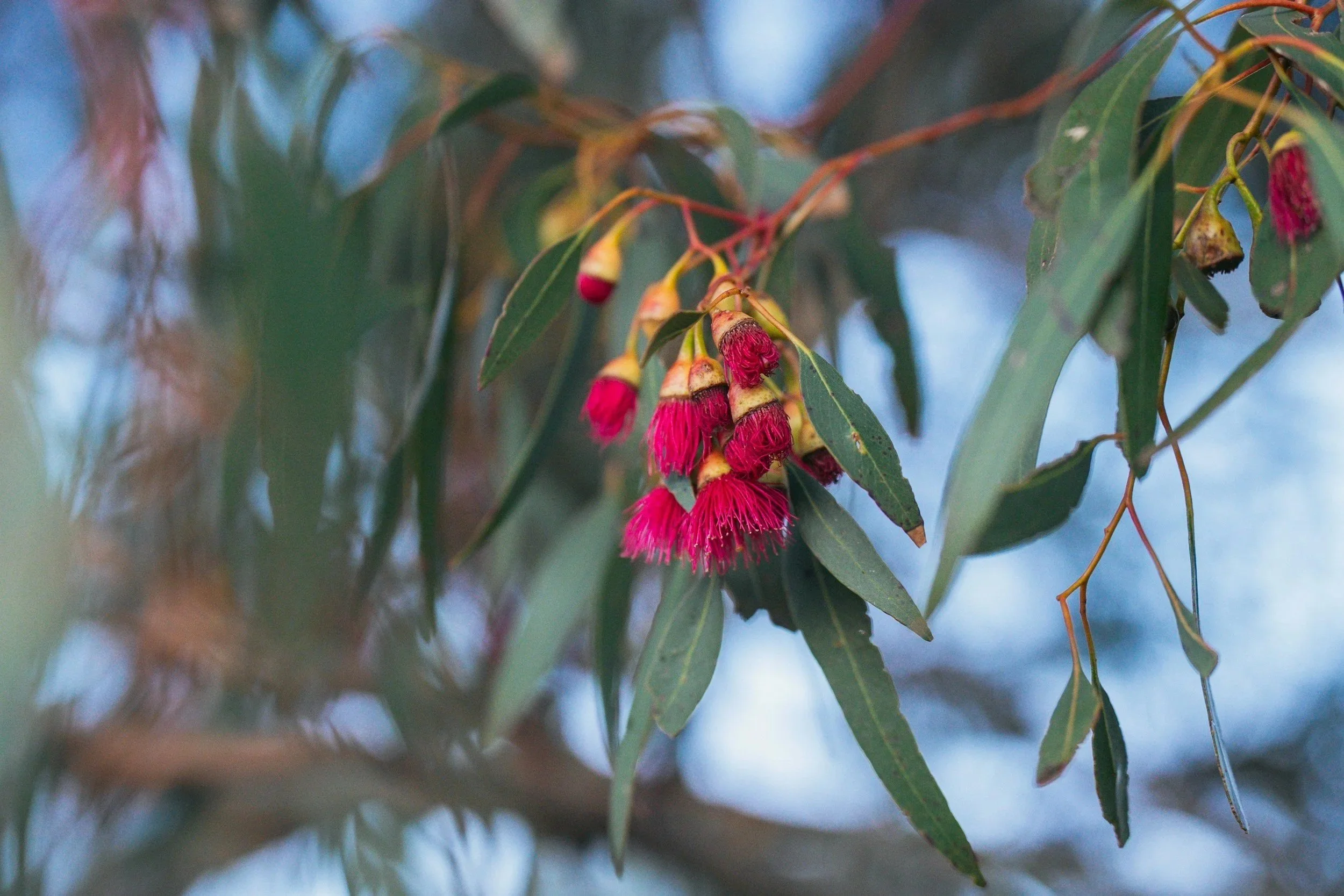 Clusters of pinkish-red flowers hanging from a branch with green leaves, outdoors with a blurred background.