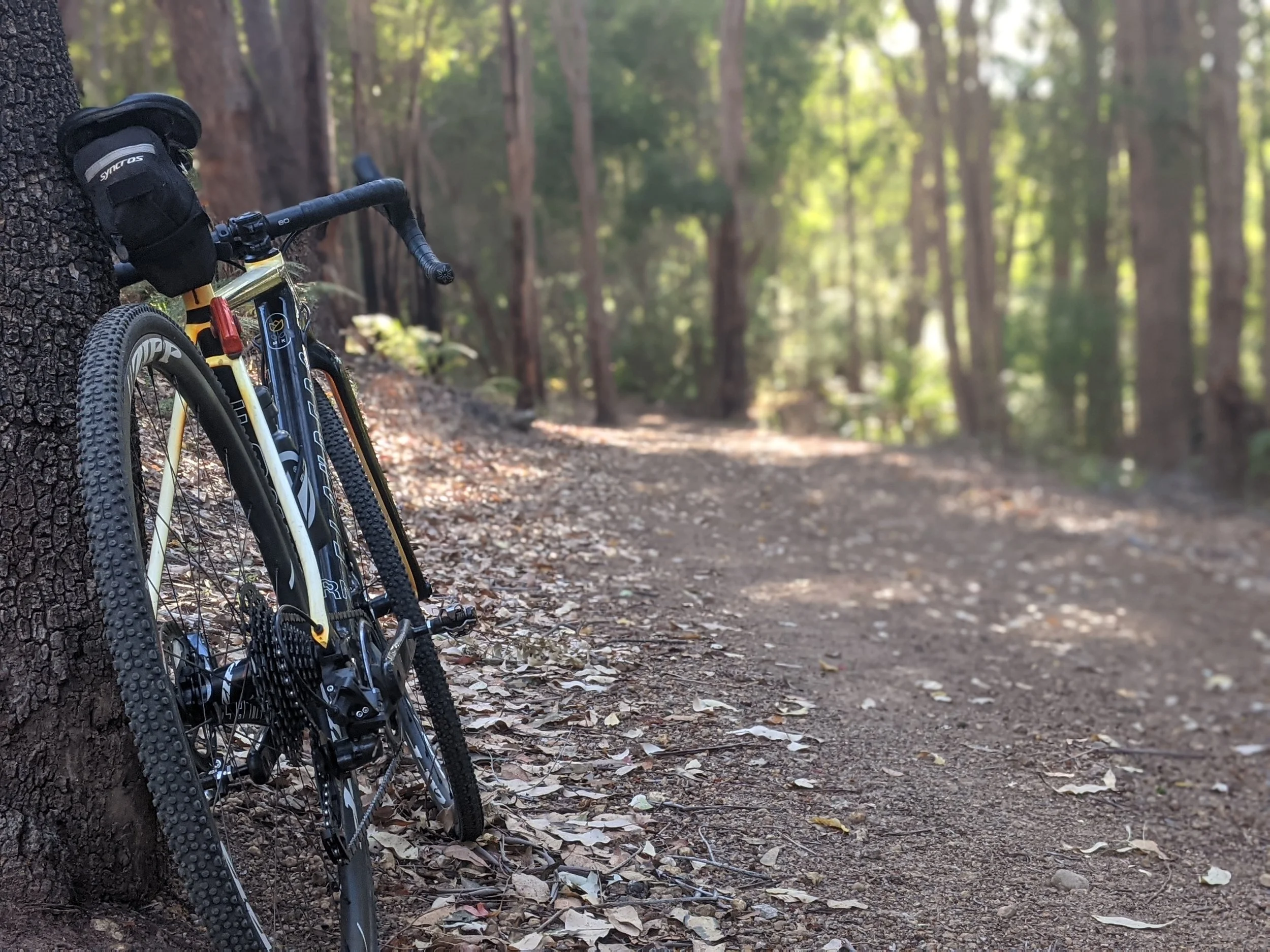 A gravel bike leaning against a tree on a dirt trail in a forest with tall trees and sunlight filtering through the leaves.