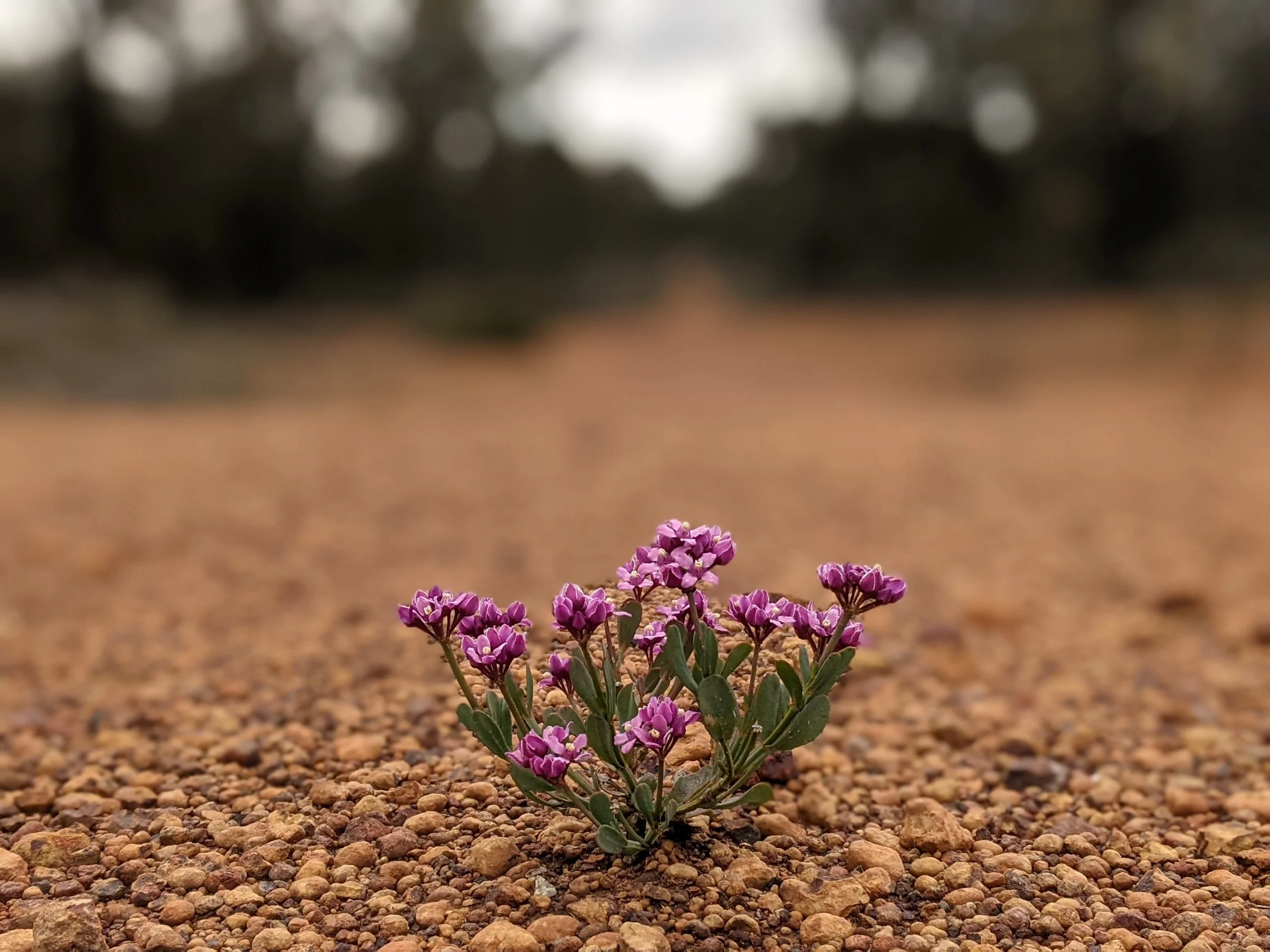 Wilderide Membership Subscription