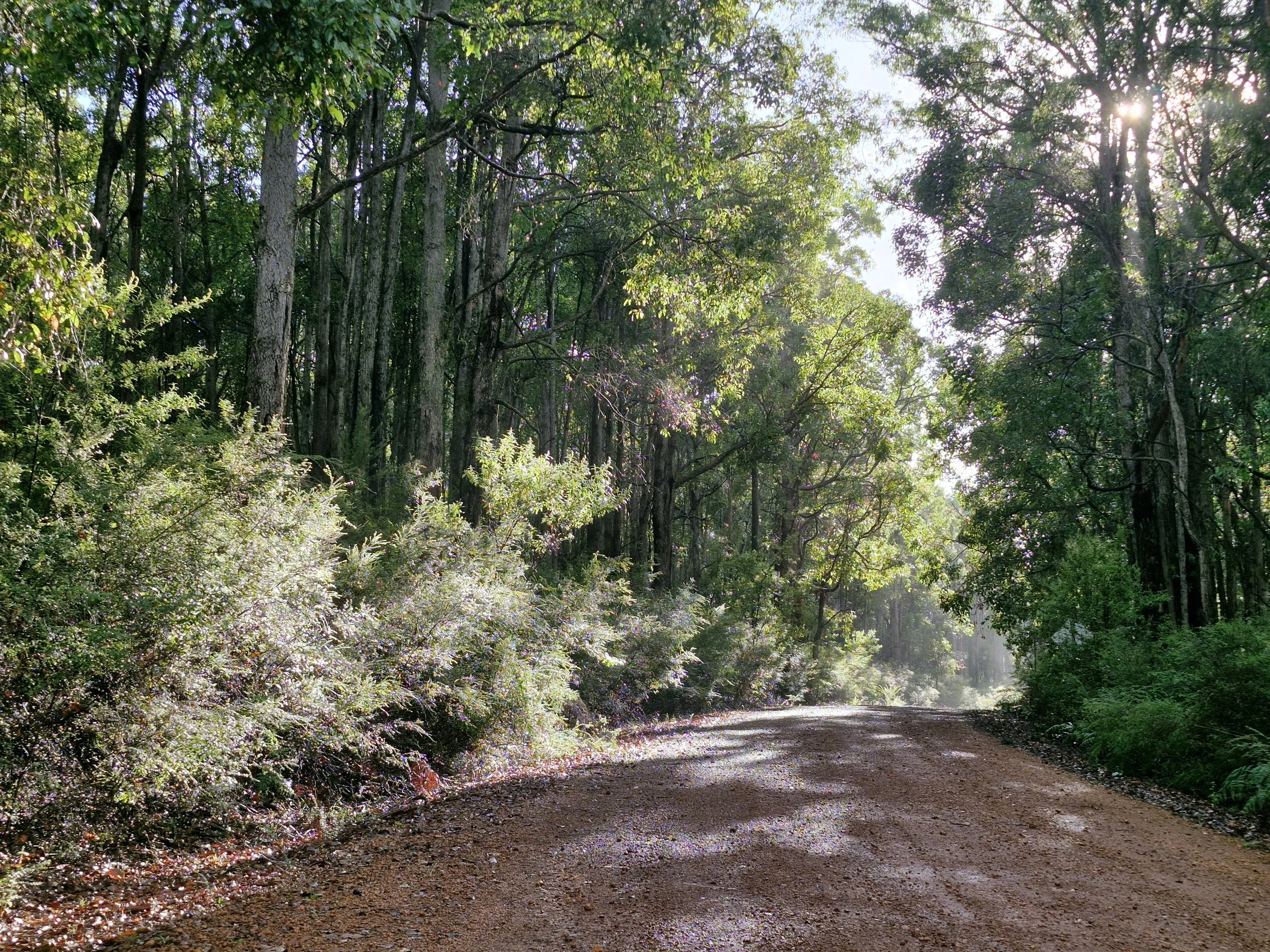 A gravel road winding through a lush green forest with sunlight filtering through the trees.