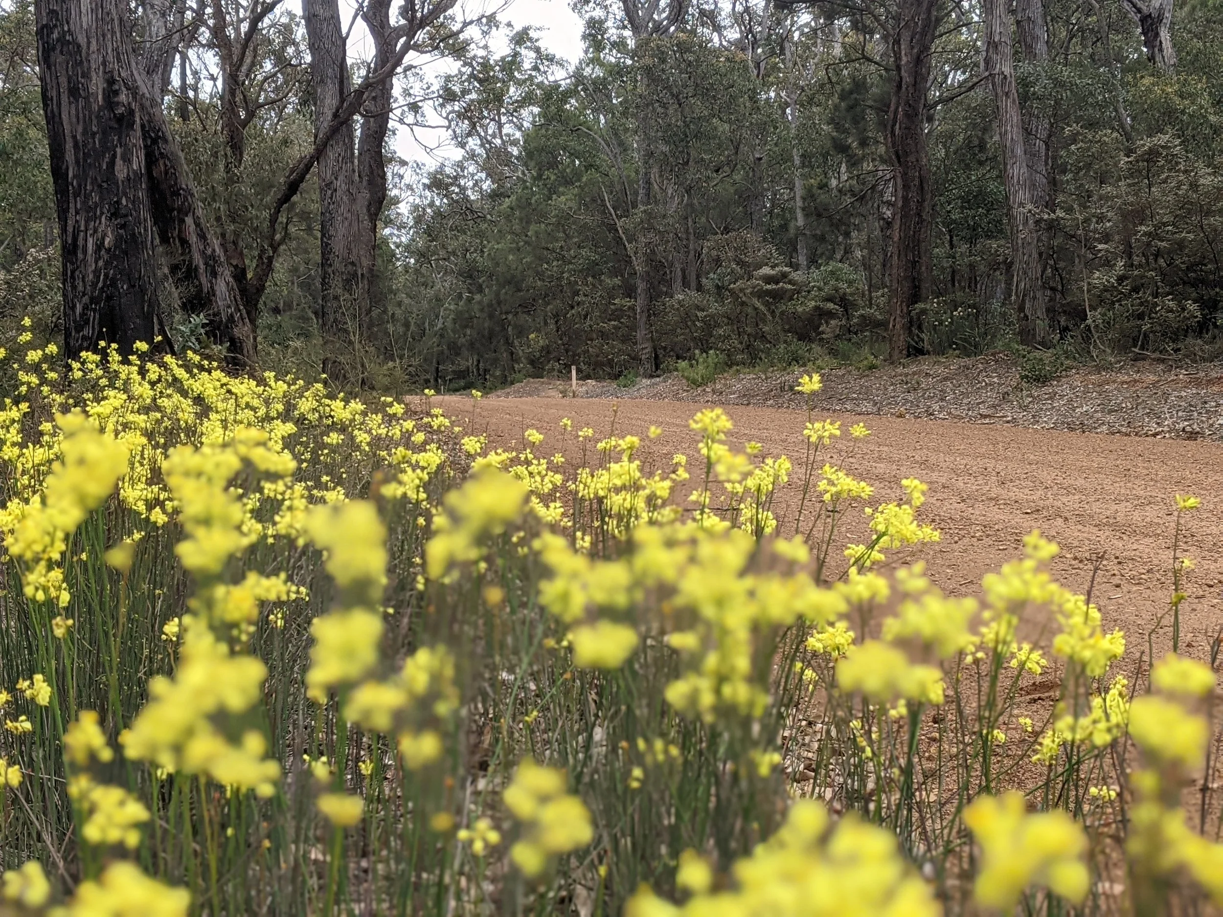 Yellow wildflowers along a gravel road in a forested area with tall jarrah trees.