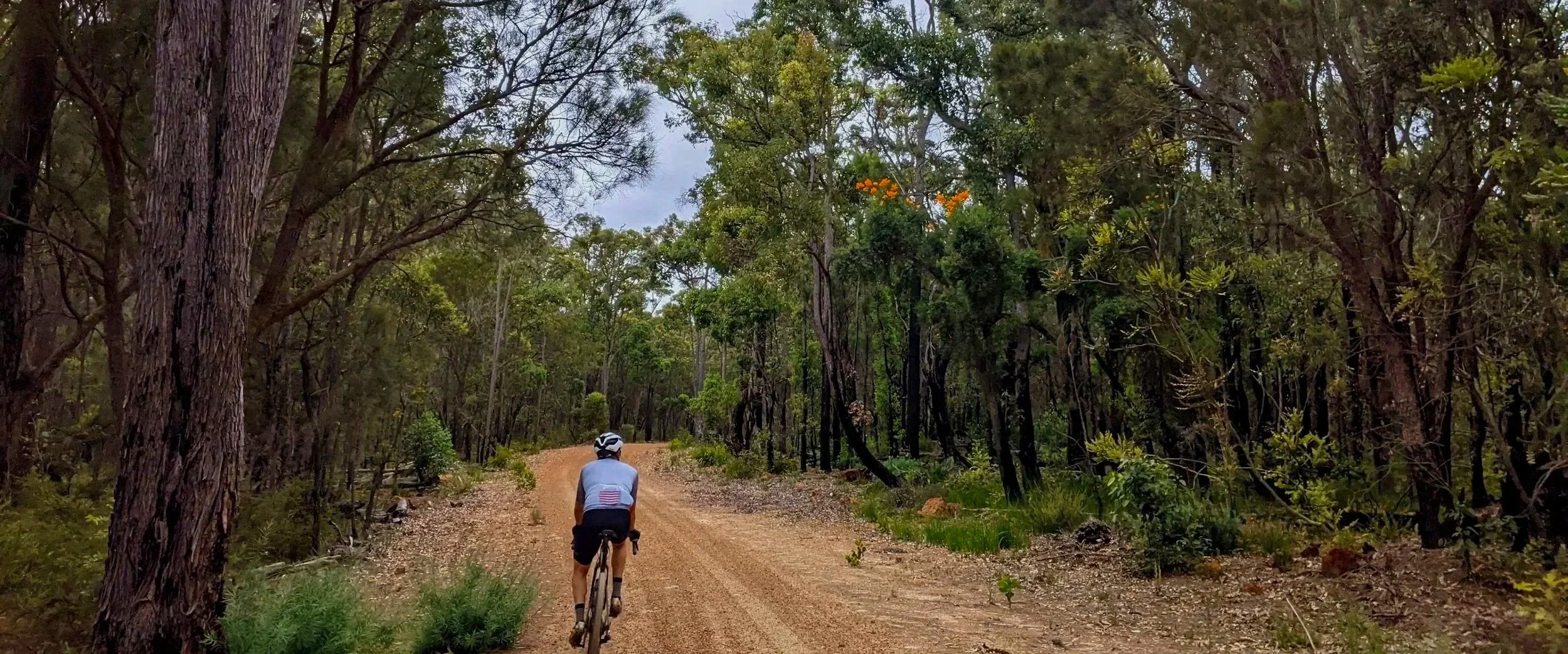 A person riding a bicycle on a gravel road through a dense forest with tall trees and green foliage.