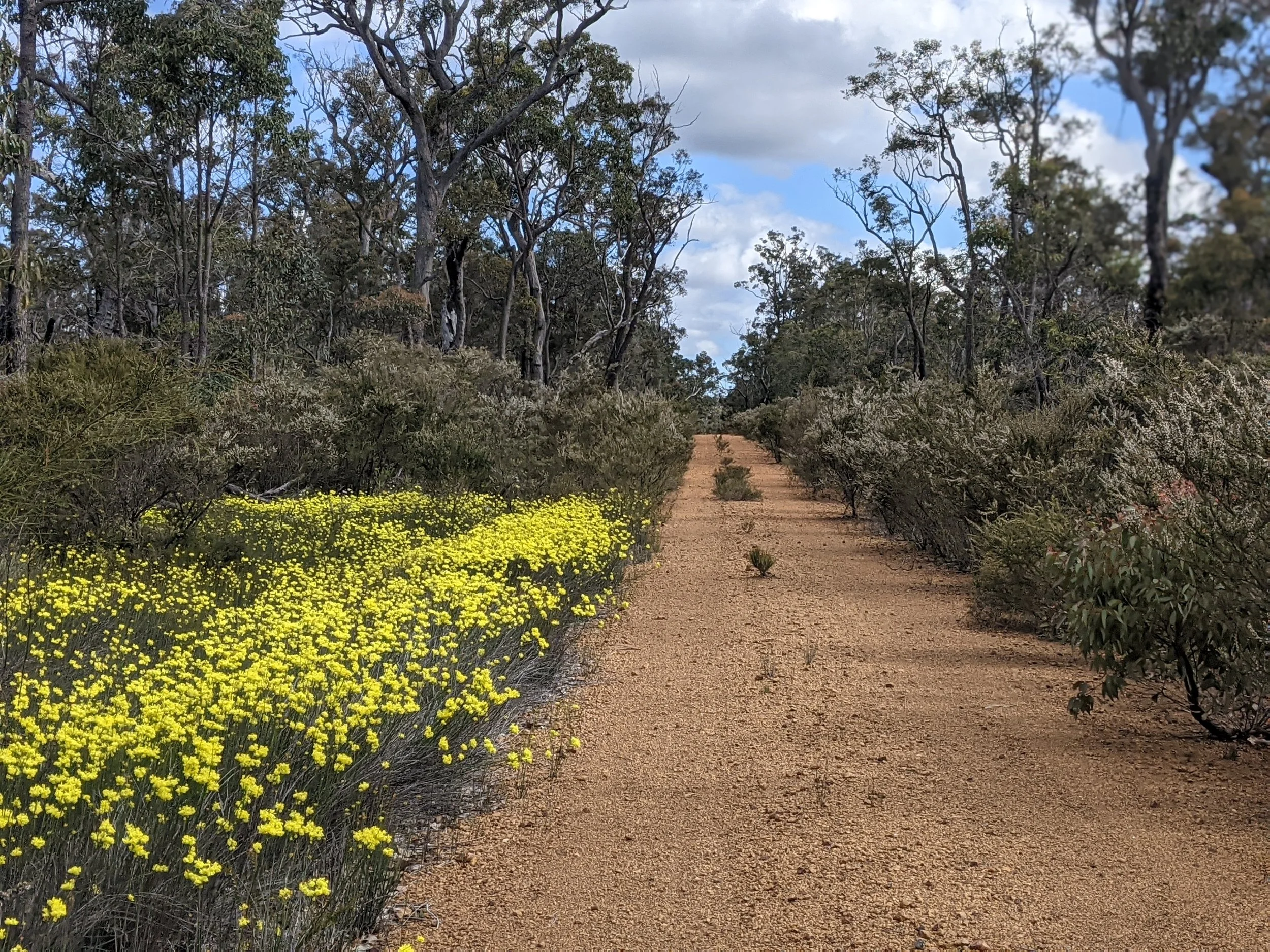 20221120_TTunnamedYellowFlower.jpg