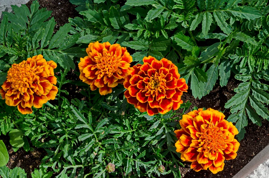 Personalized Wooden Name Flower