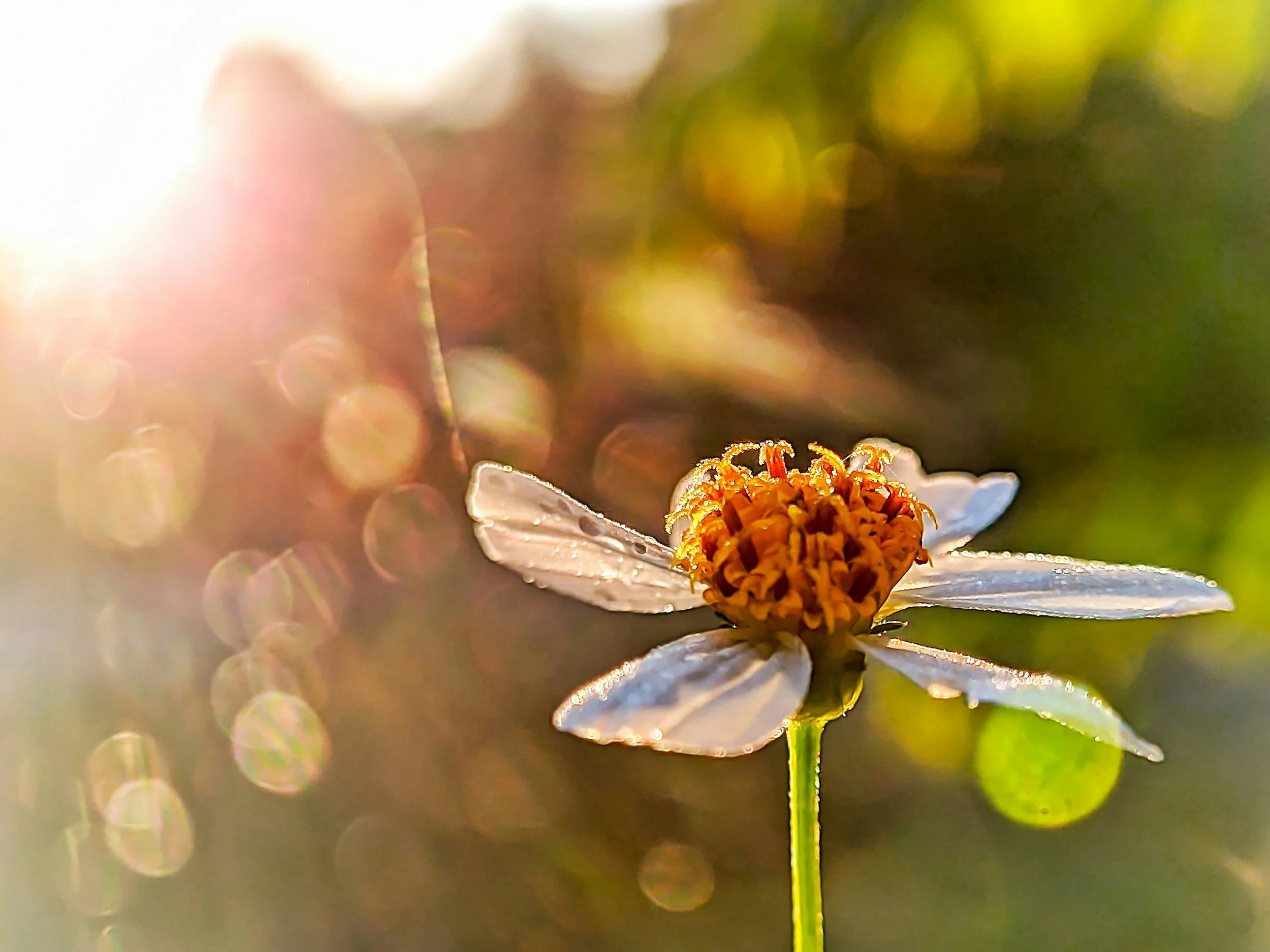 Close-up of a small white flower with a yellow-orange center, backlit by sunlight, with a blurred green background and lens flare. seeing the details of nature. seeing the essence of nature