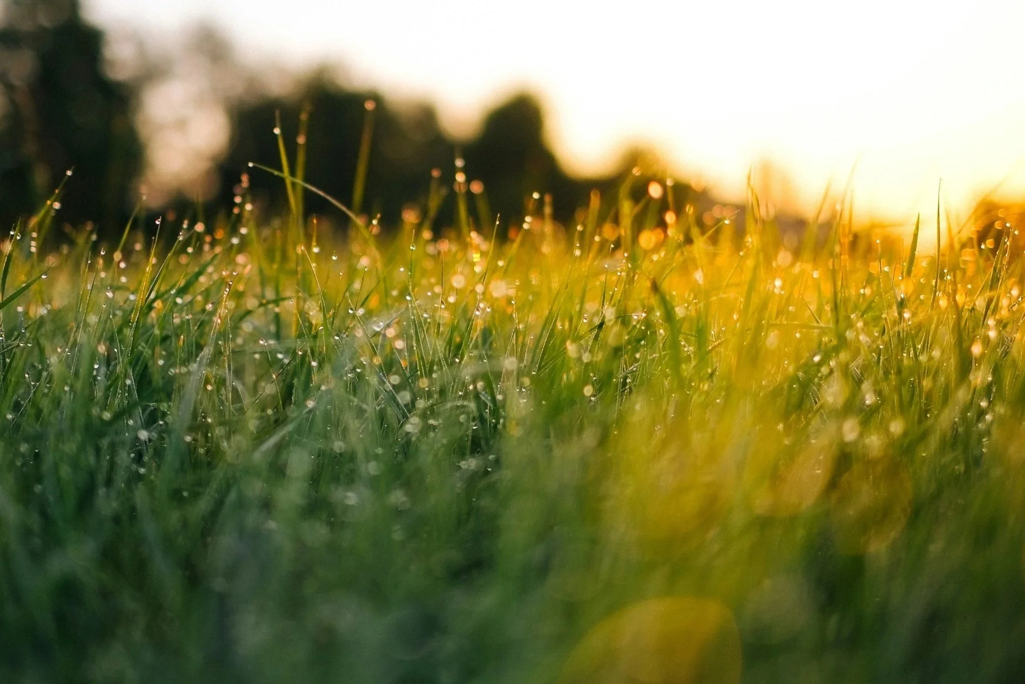 Close-up of grass with dew drops at sunrise or sunset. fresh new day. new begining.