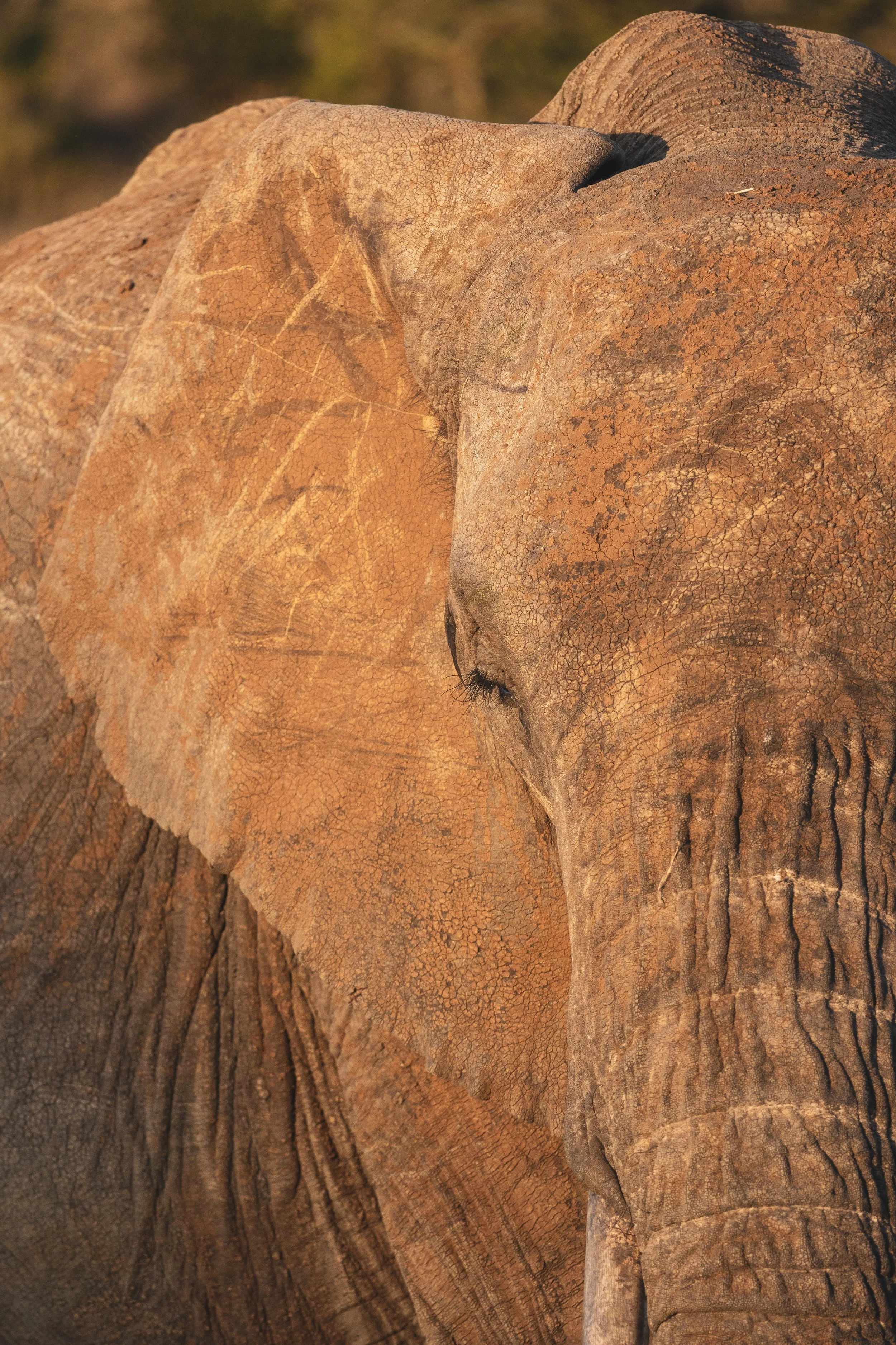 El Karama: Where Small is Beautiful