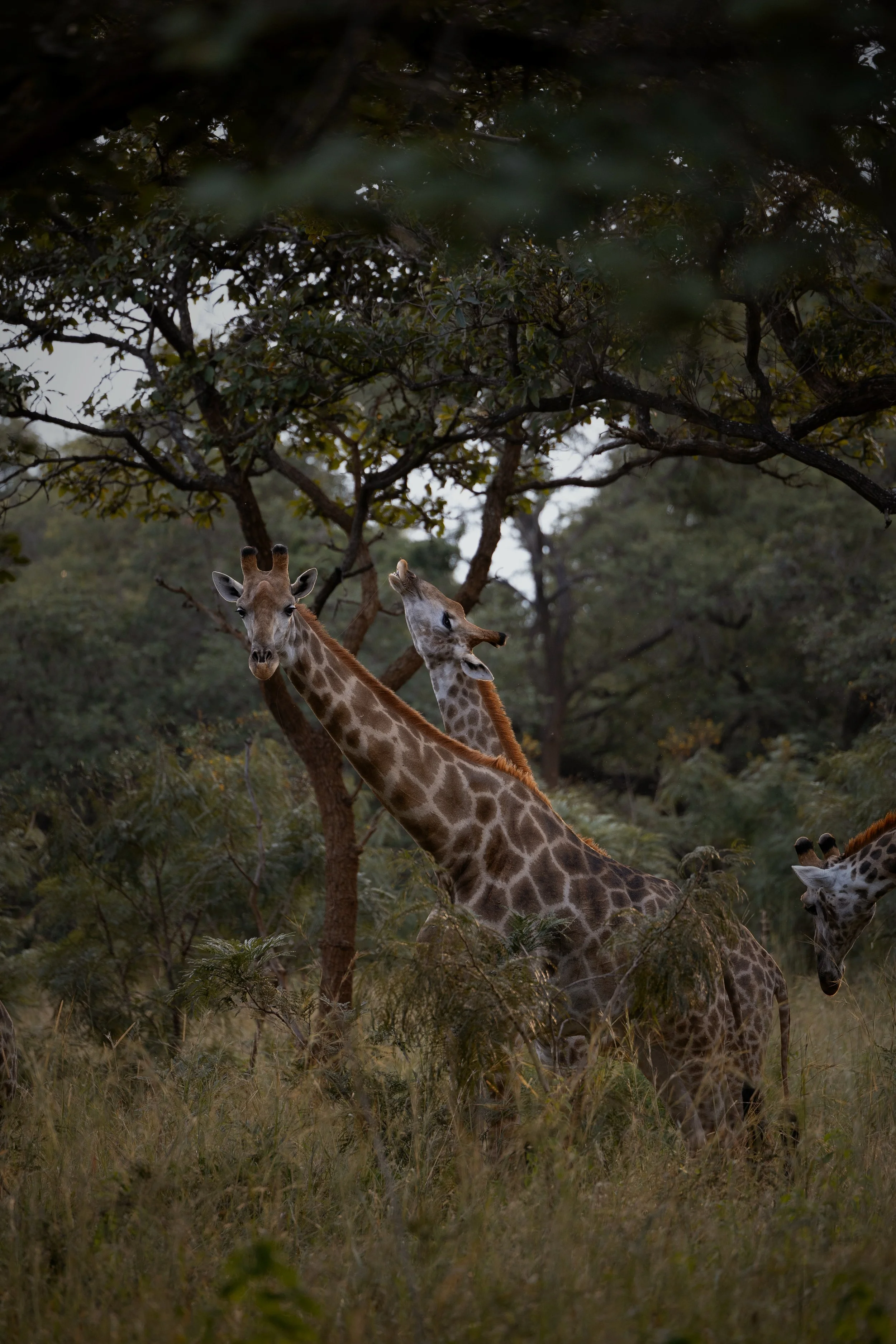Lilayi Lodge: The Safari Stop-over