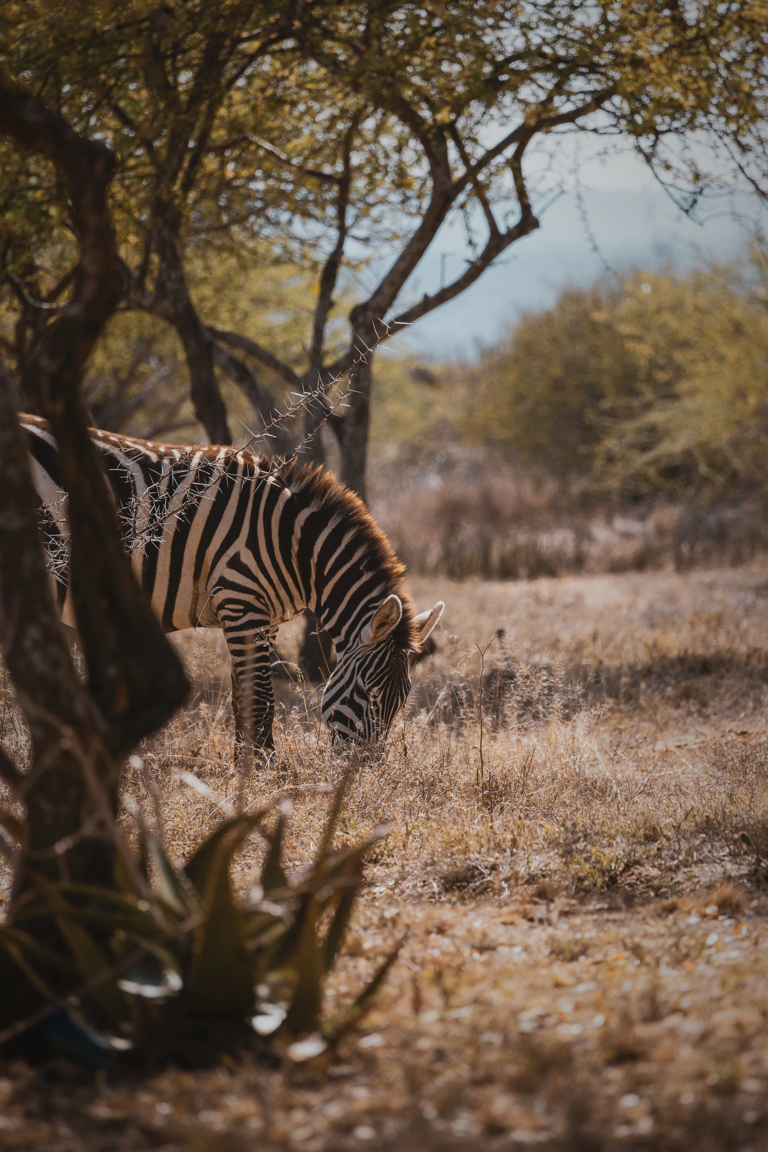 A Slower Safari in Laikipia