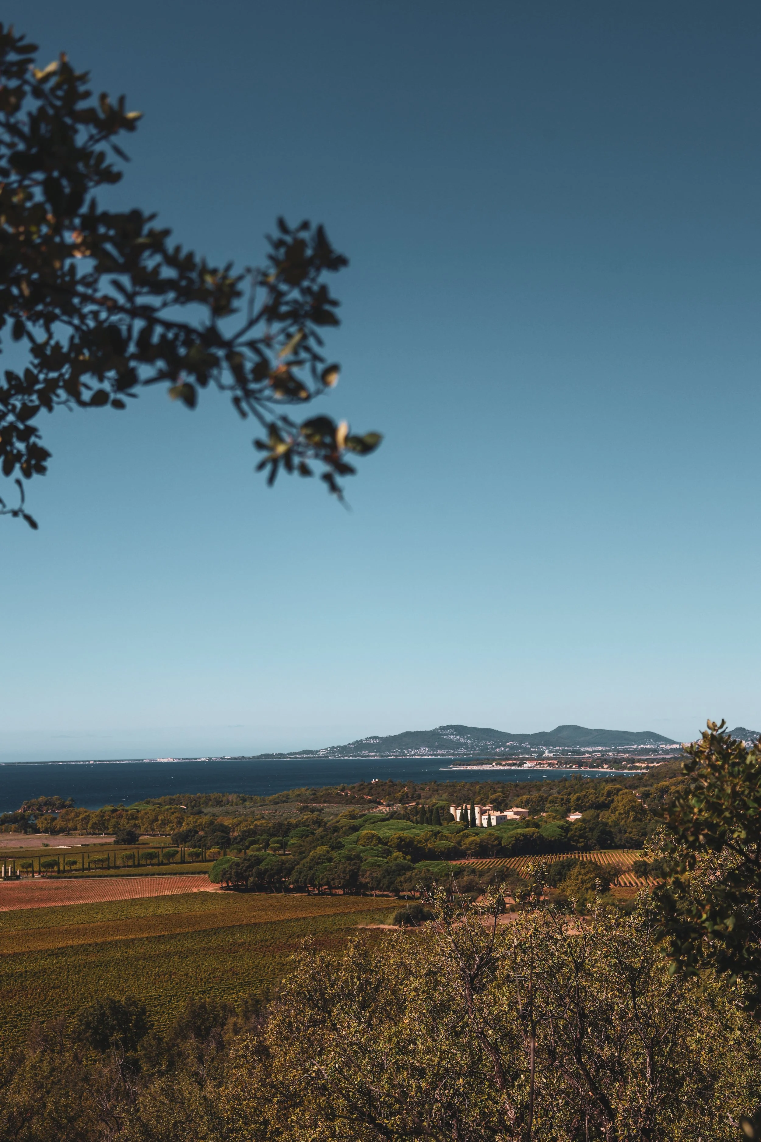A Walk Through the Vines at Château Léoube