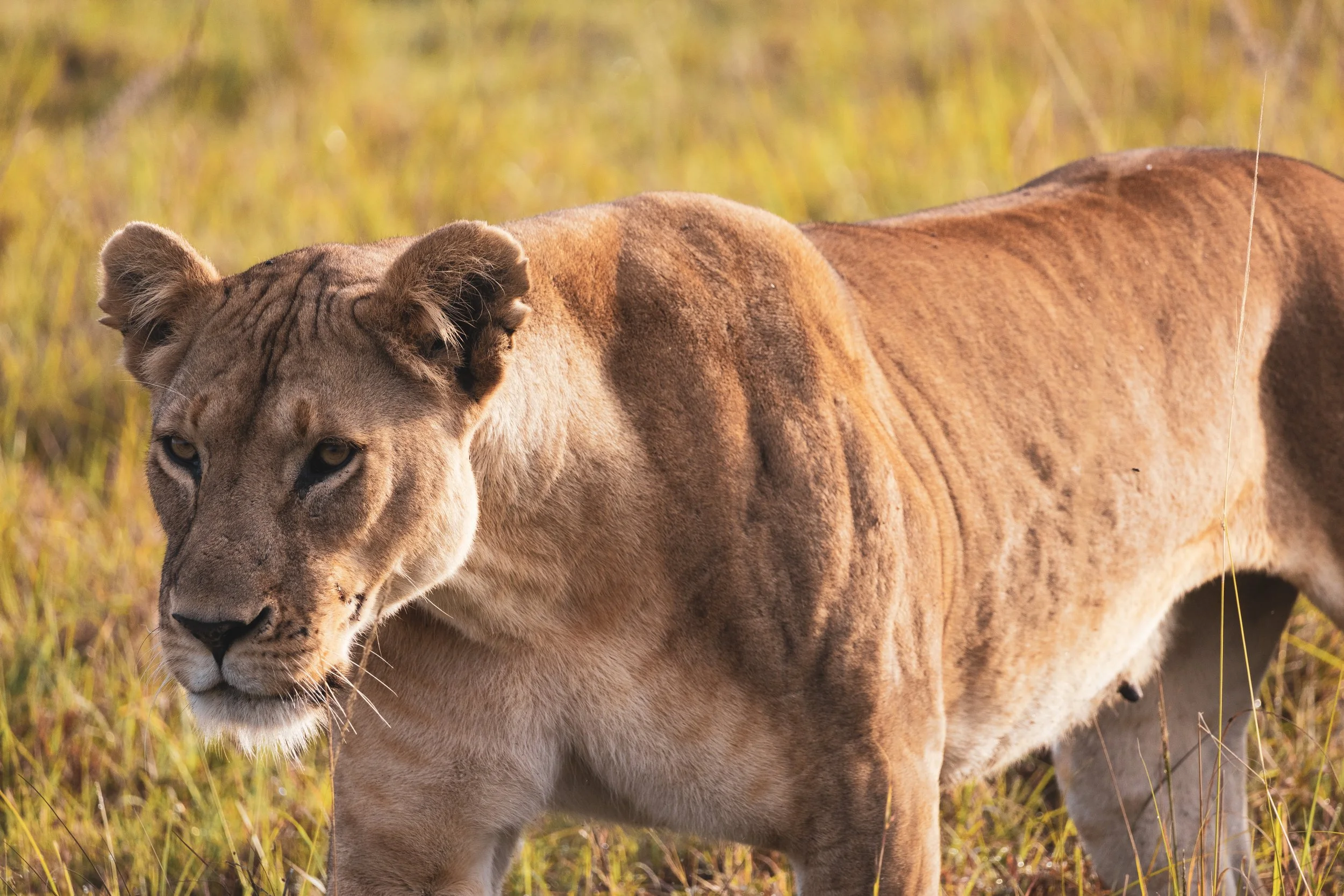A lion in the grasslands of the Enonkishu Conservancy, Kenya