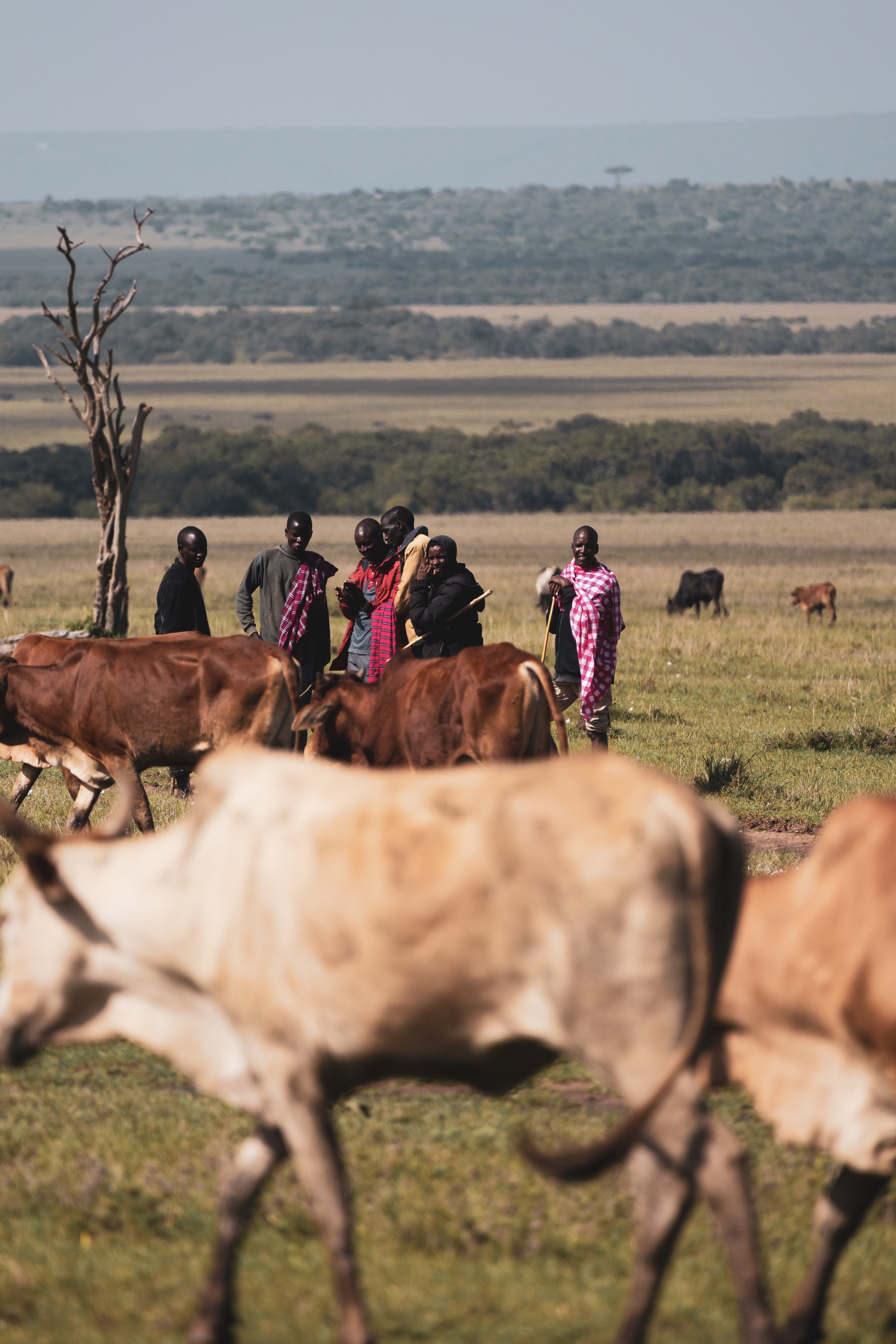 Hope in the Wild: Redefining Luxury Safaris