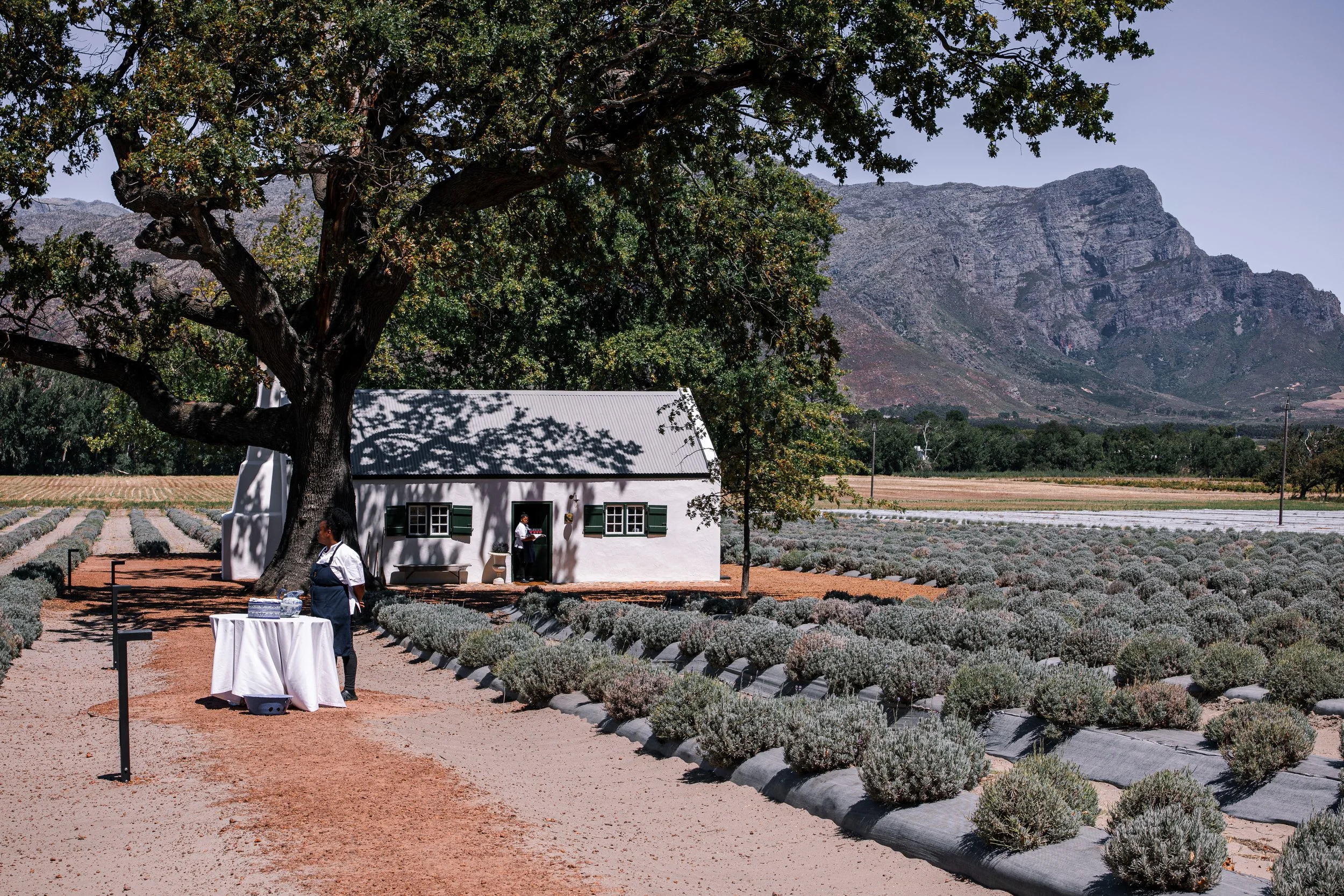 The approach to JAN Franschhoek, set in a field of lavender, surrounded by the magical mountains of the wine country
