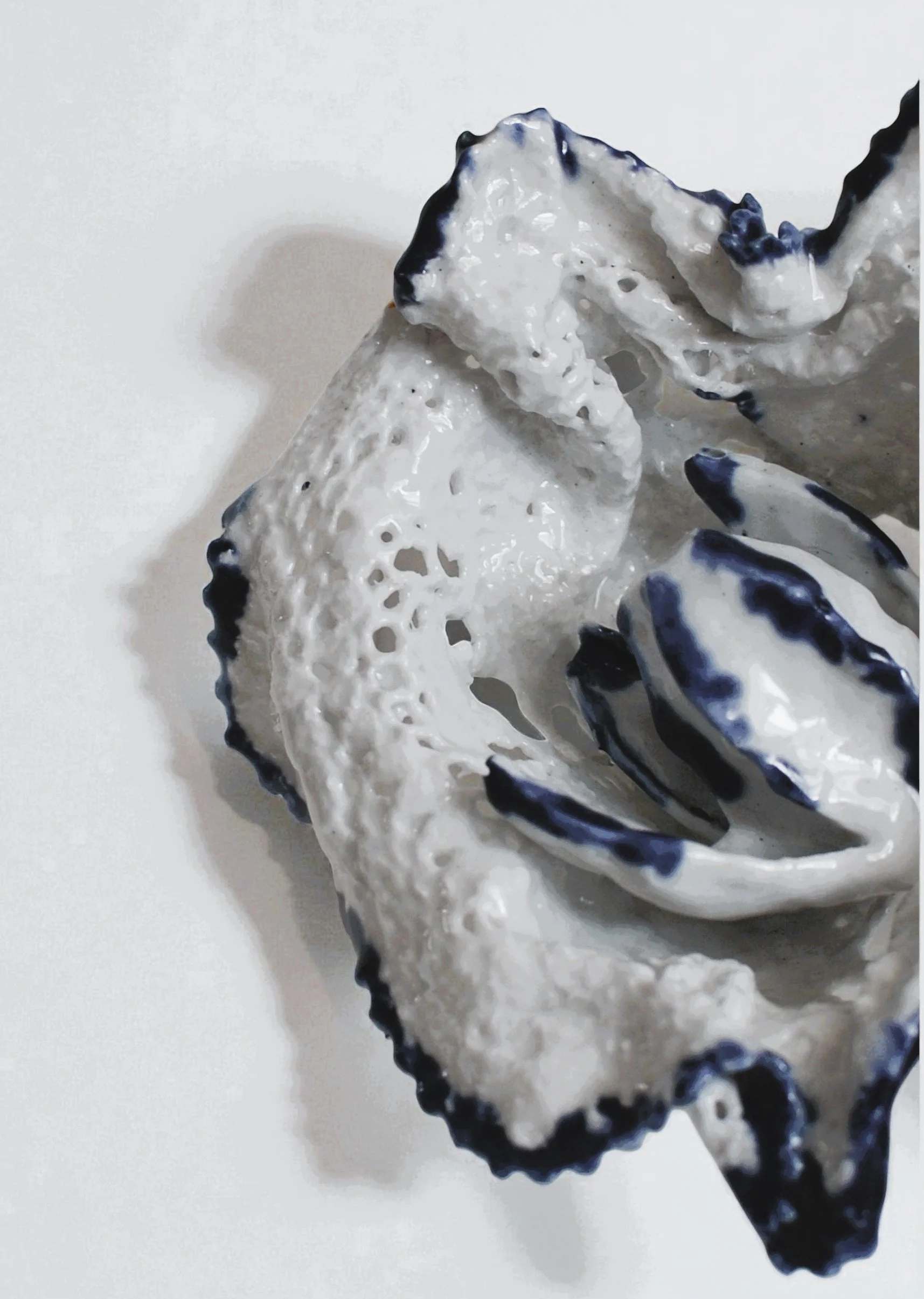 Croute d'huître avec des touches de bleu artique sur la coquille.