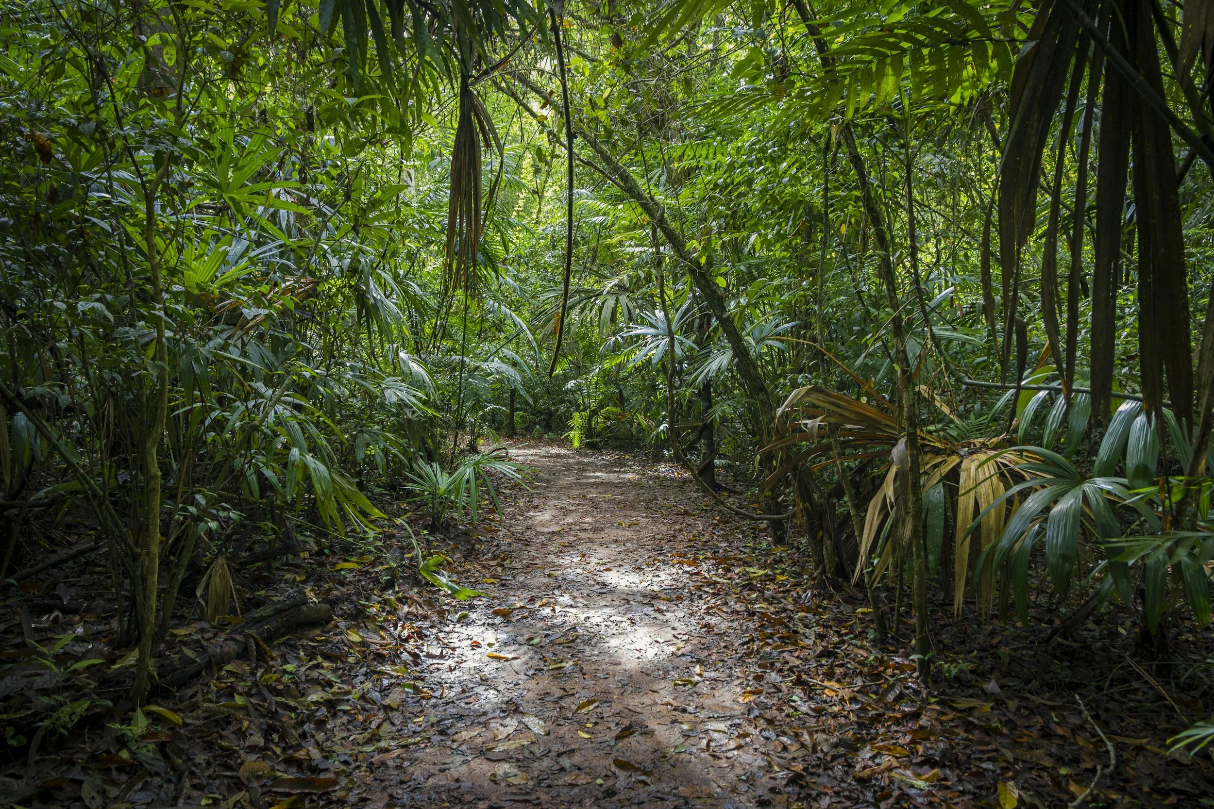 A dirt walking trail through a dense, green jungle with tropical plants and trees on either side.