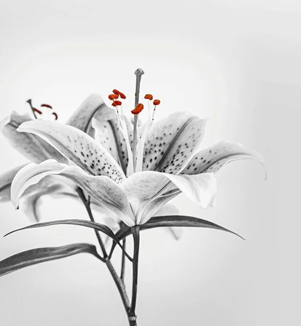 therapy Northern Ireland