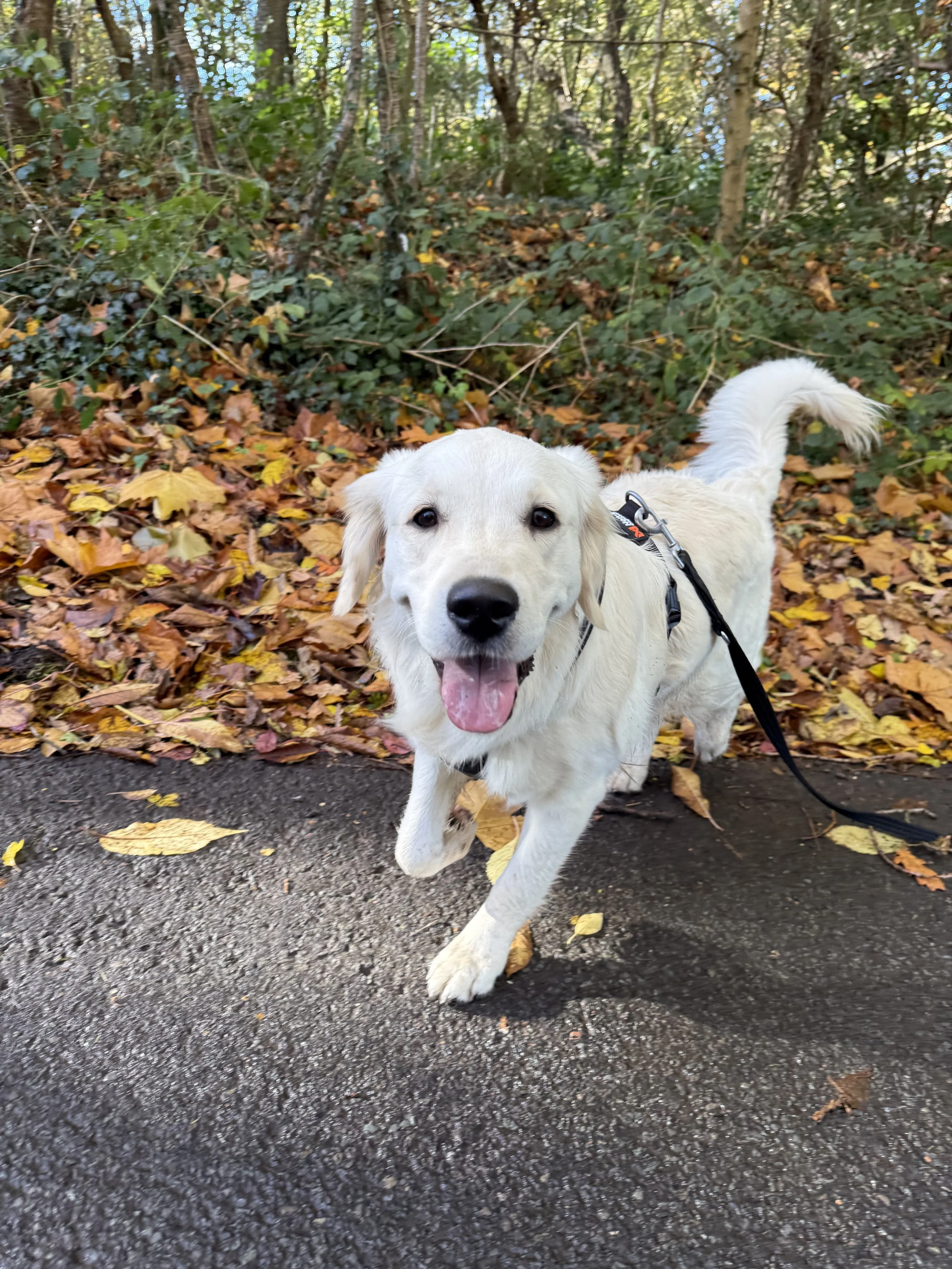 A happy golden retriever dog running on a paved trail with a smile, surrounded by autumn leaves and trees in the background.