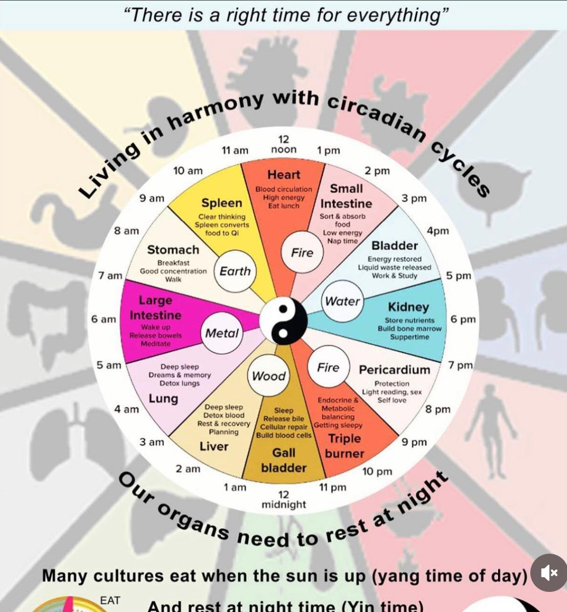 Your organs and the Chinese Medicine Body Clock 