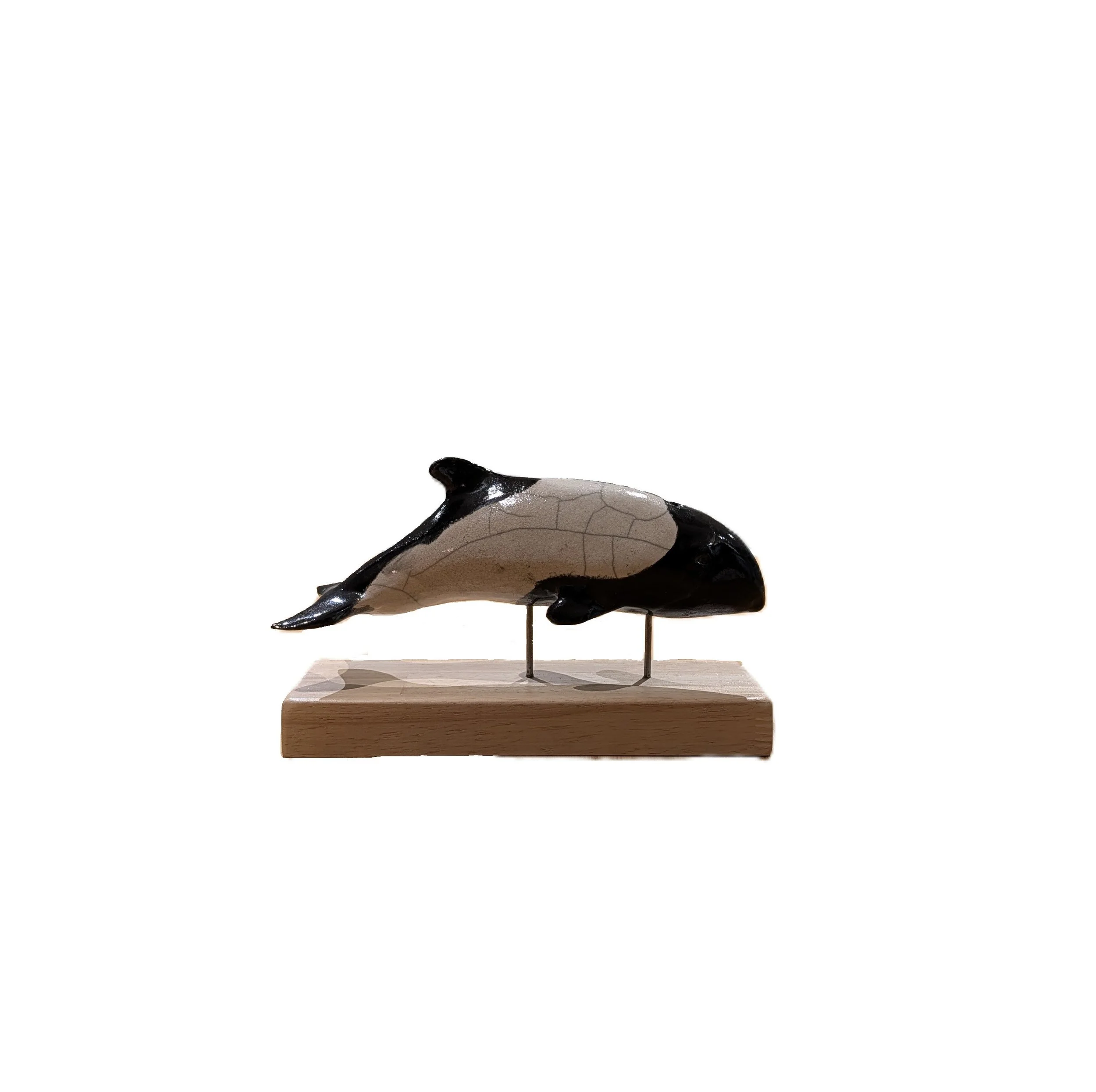 Dauphin de Commerson