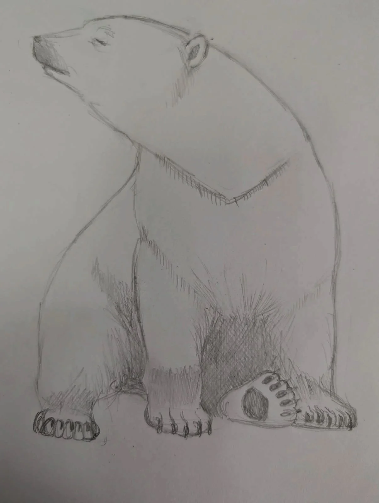 Dessin au crayon d'un ours assis vu de profil, avec sa tête levée.