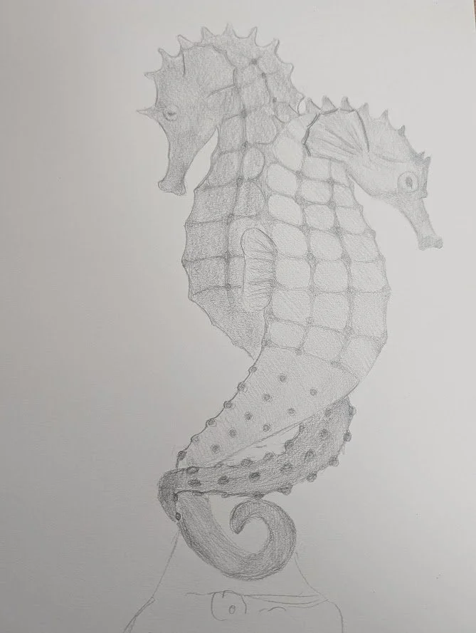 Dessin au crayon d'hippocampes.