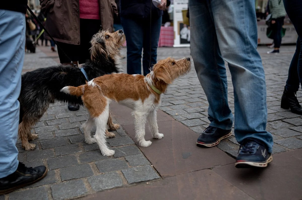 Some Food Down Here Please.jpg