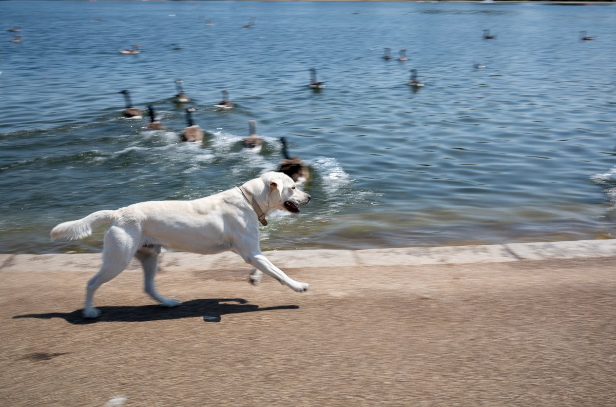 A Good Day To Chase Ducks.jpg