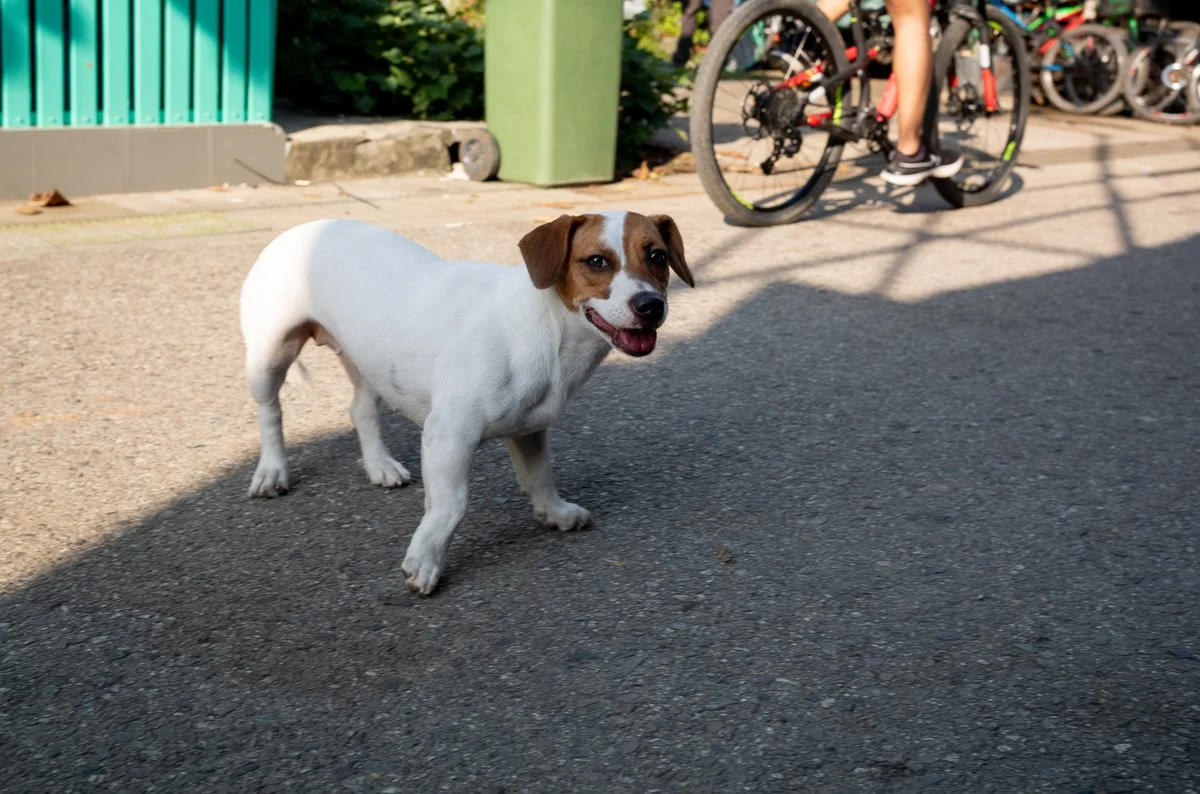 Let Me Show You Pulau Ubin.jpg