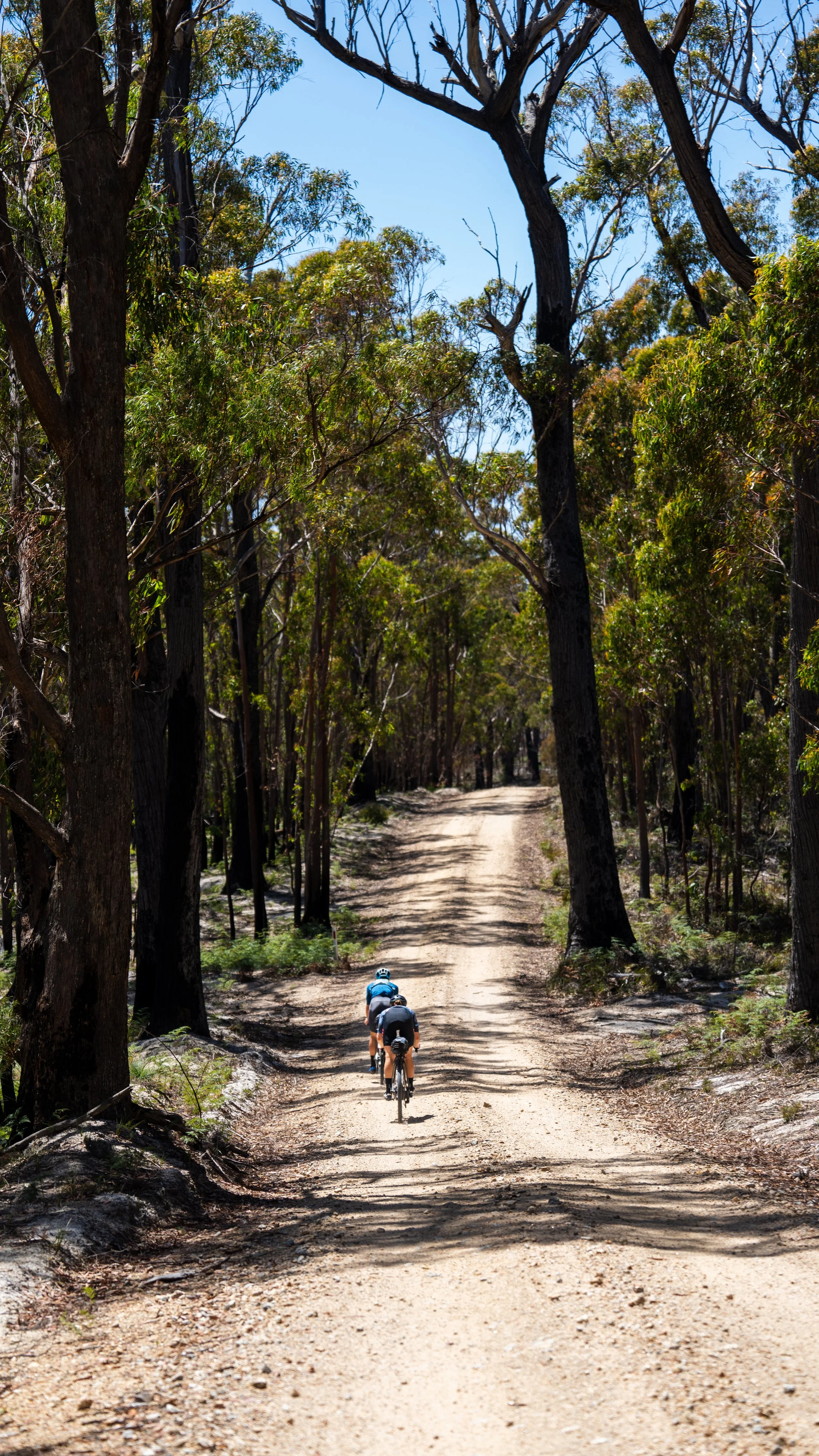Two cyclists riding on a dirt trail through a forest with tall trees and clear blue sky.
