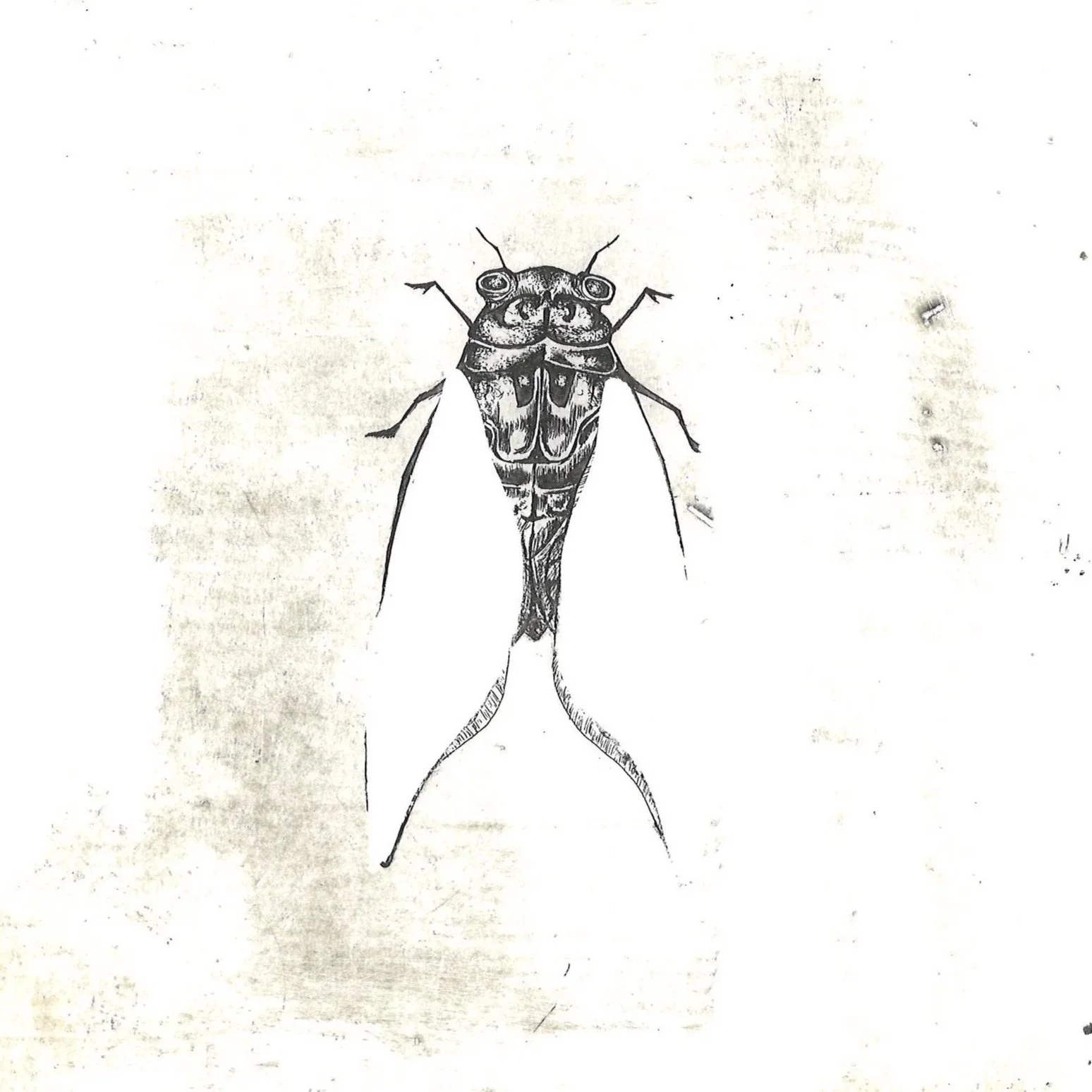 Cicade, (2025), 19 x 19 cm. (55 euro)