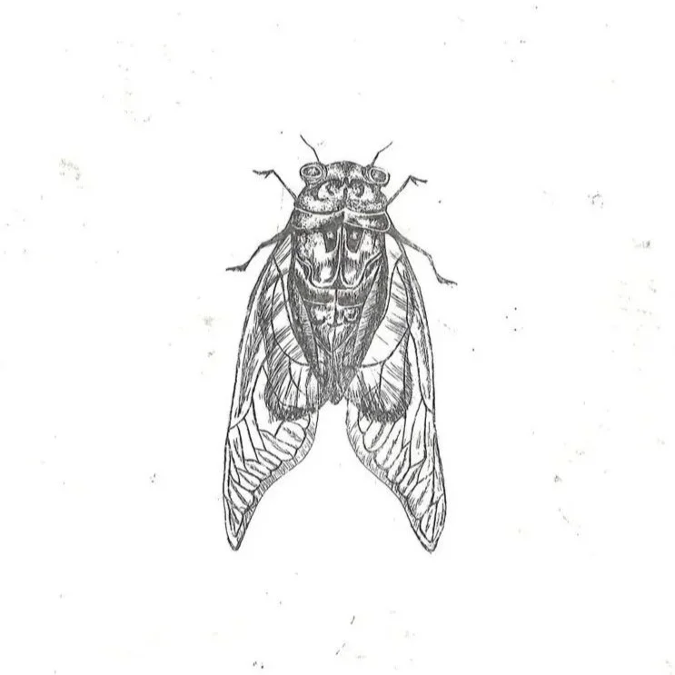 Cicade, (2025), 19 x 19 cm. (55 euro)