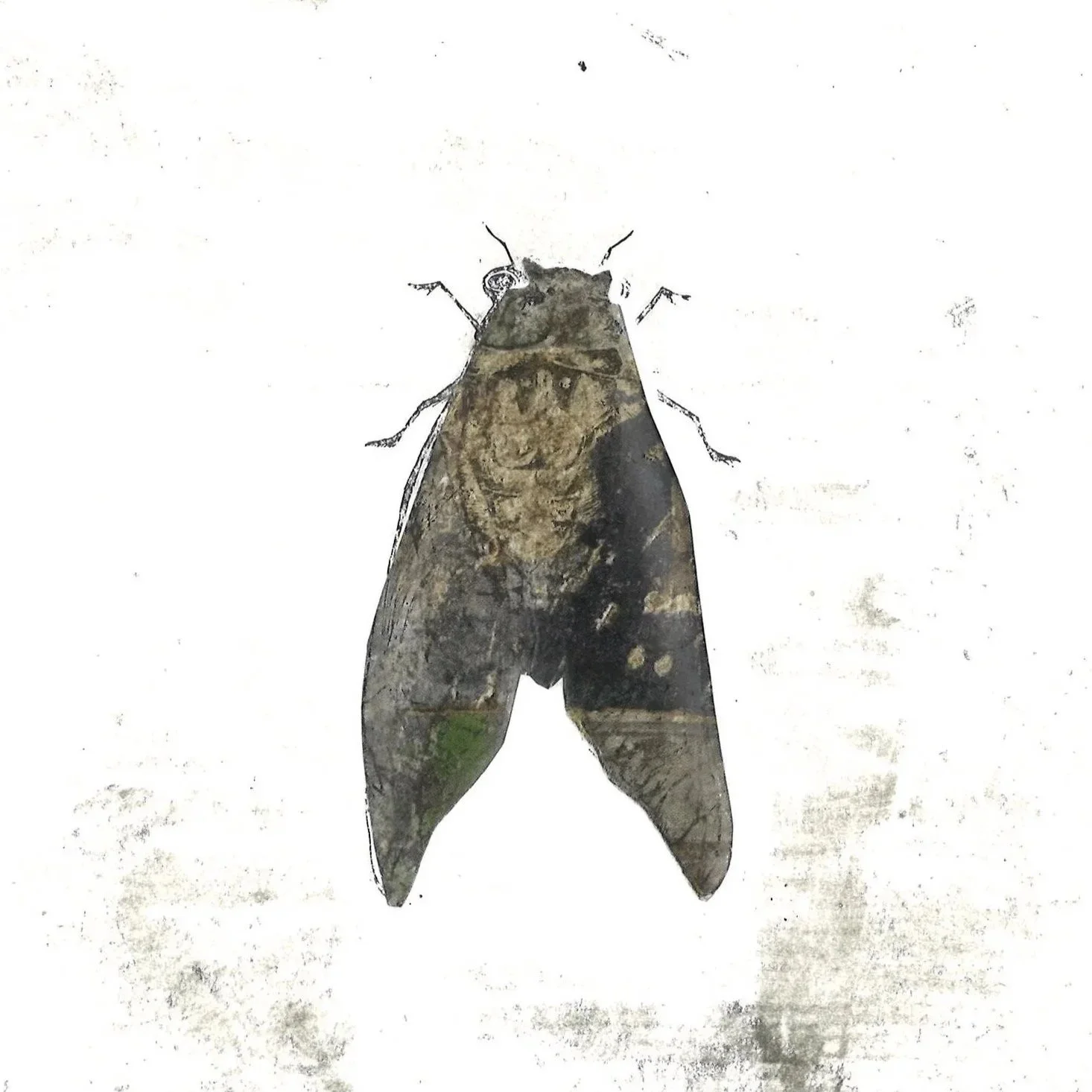 Cicade, (2025), 19 x 19 cm. (55 euro)