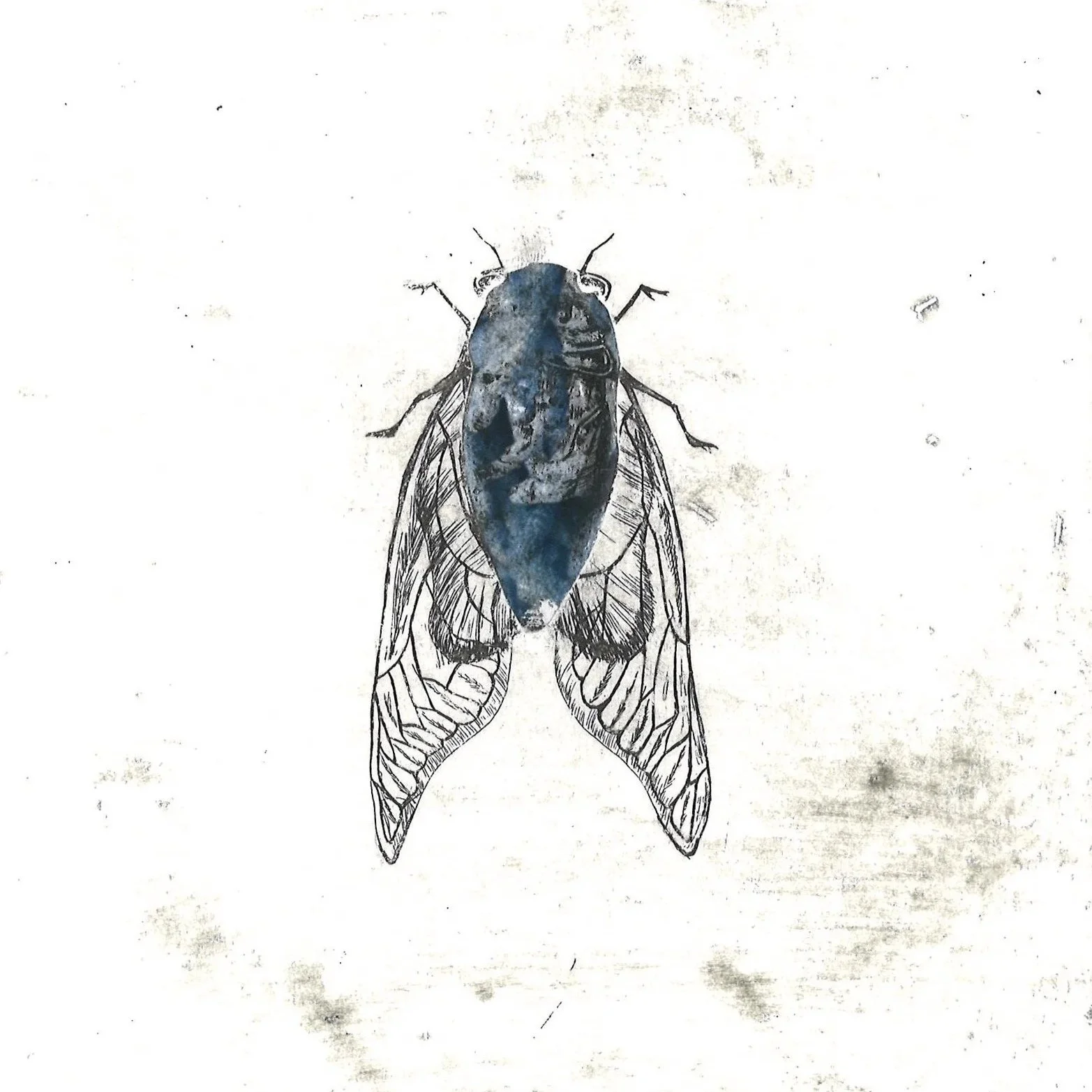 Cicade, (2025), 19 x 19 cm. (55 euro)