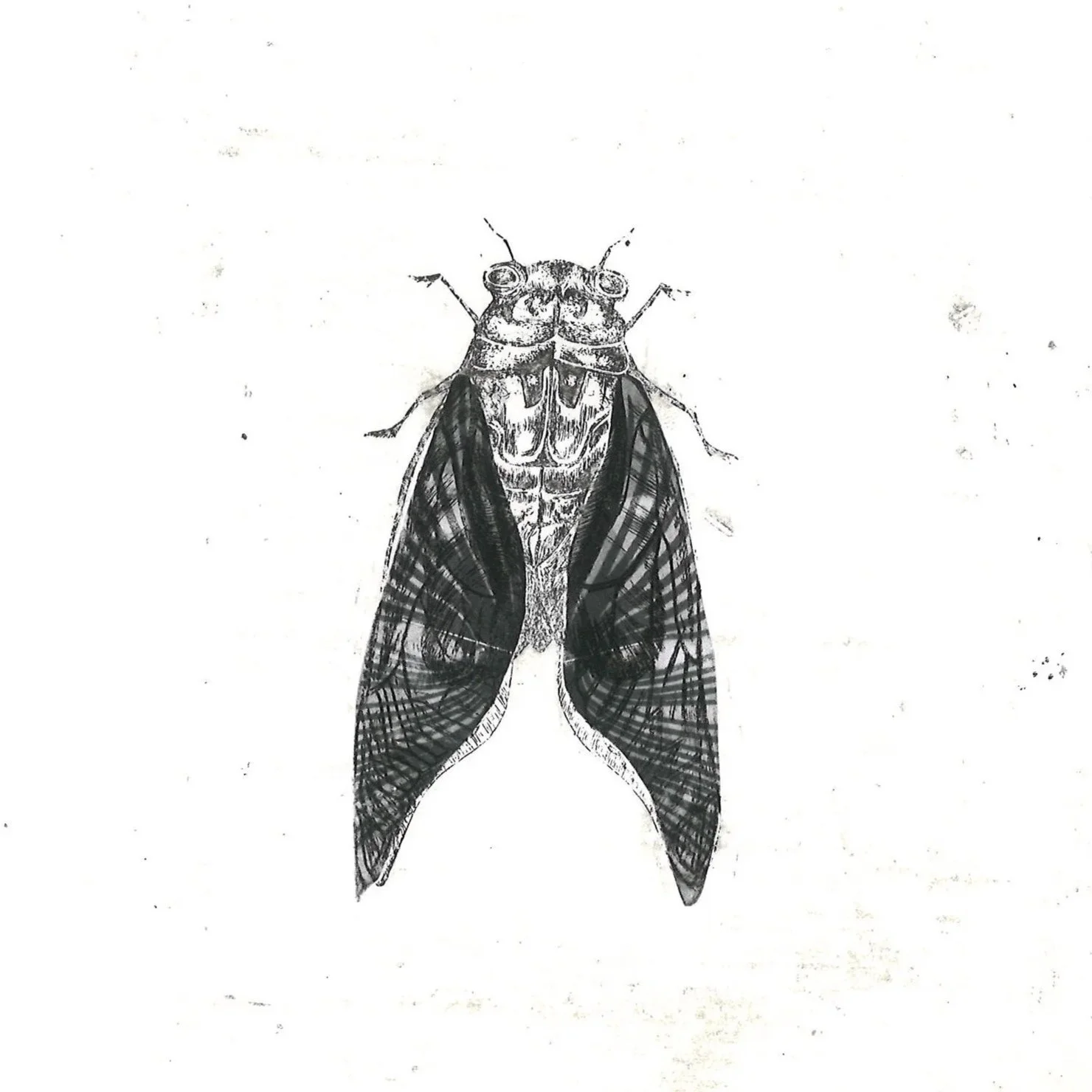 Cicade, (2025), 19 x 19 cm. (55 euro)