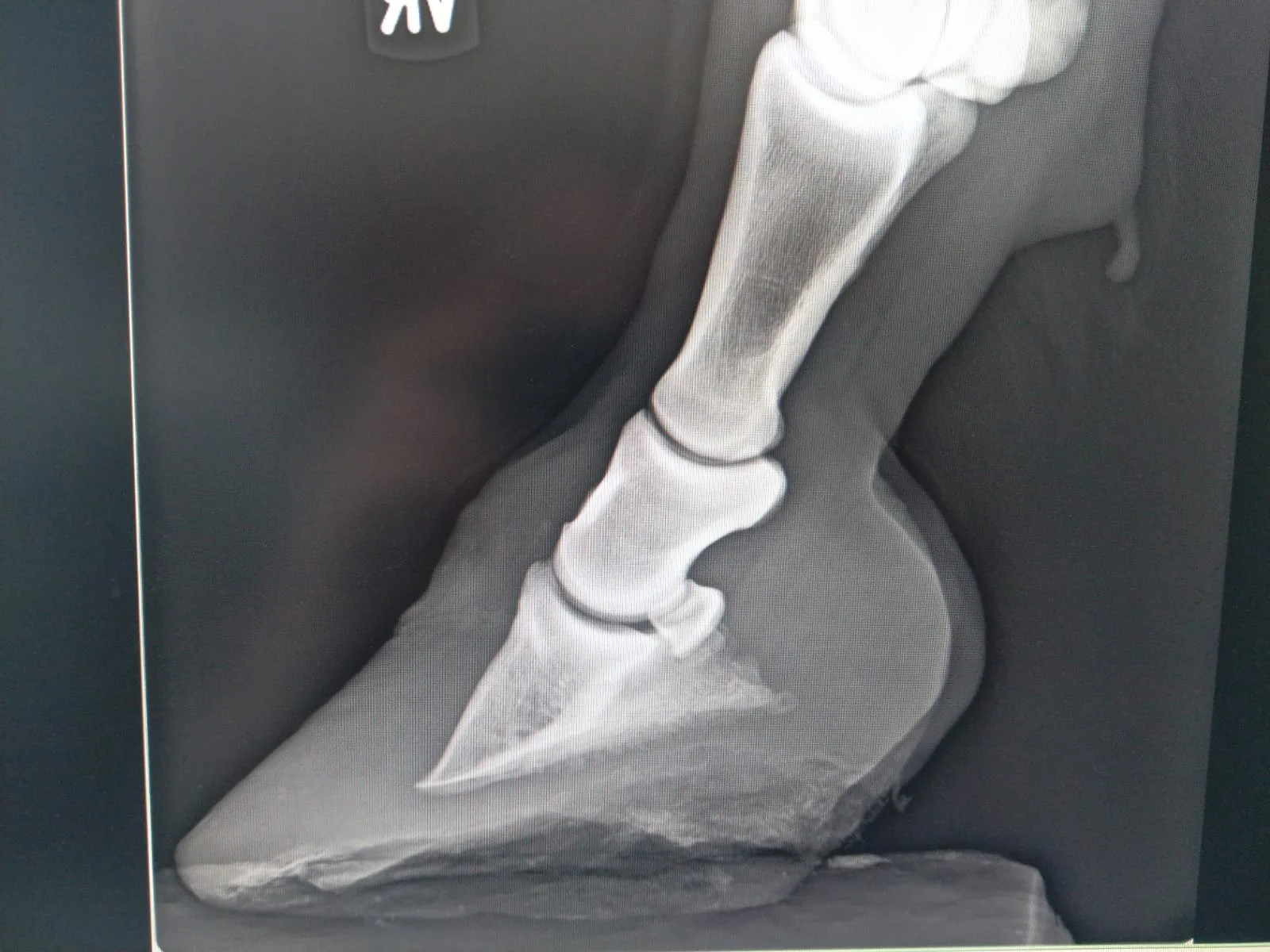 Was ist Hufrehe überhaupt?