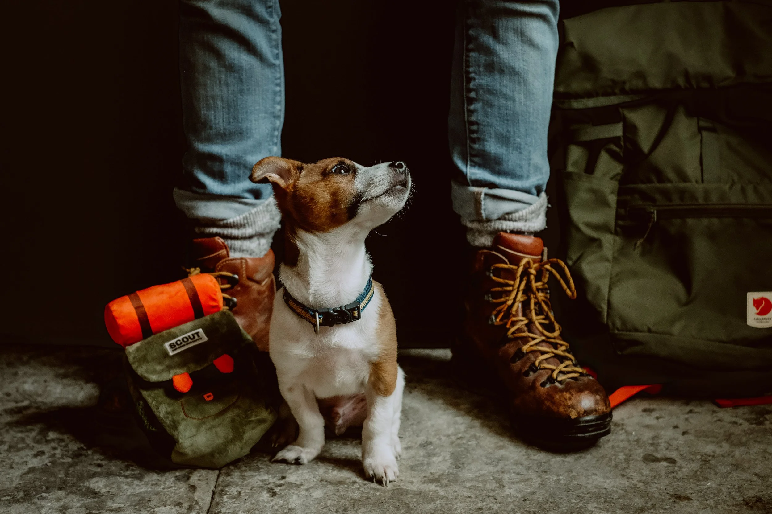 A small dog with a blue collar sitting under a person's legs. The person is wearing jeans and hiking boots. There is a backpack and some gear on the ground.