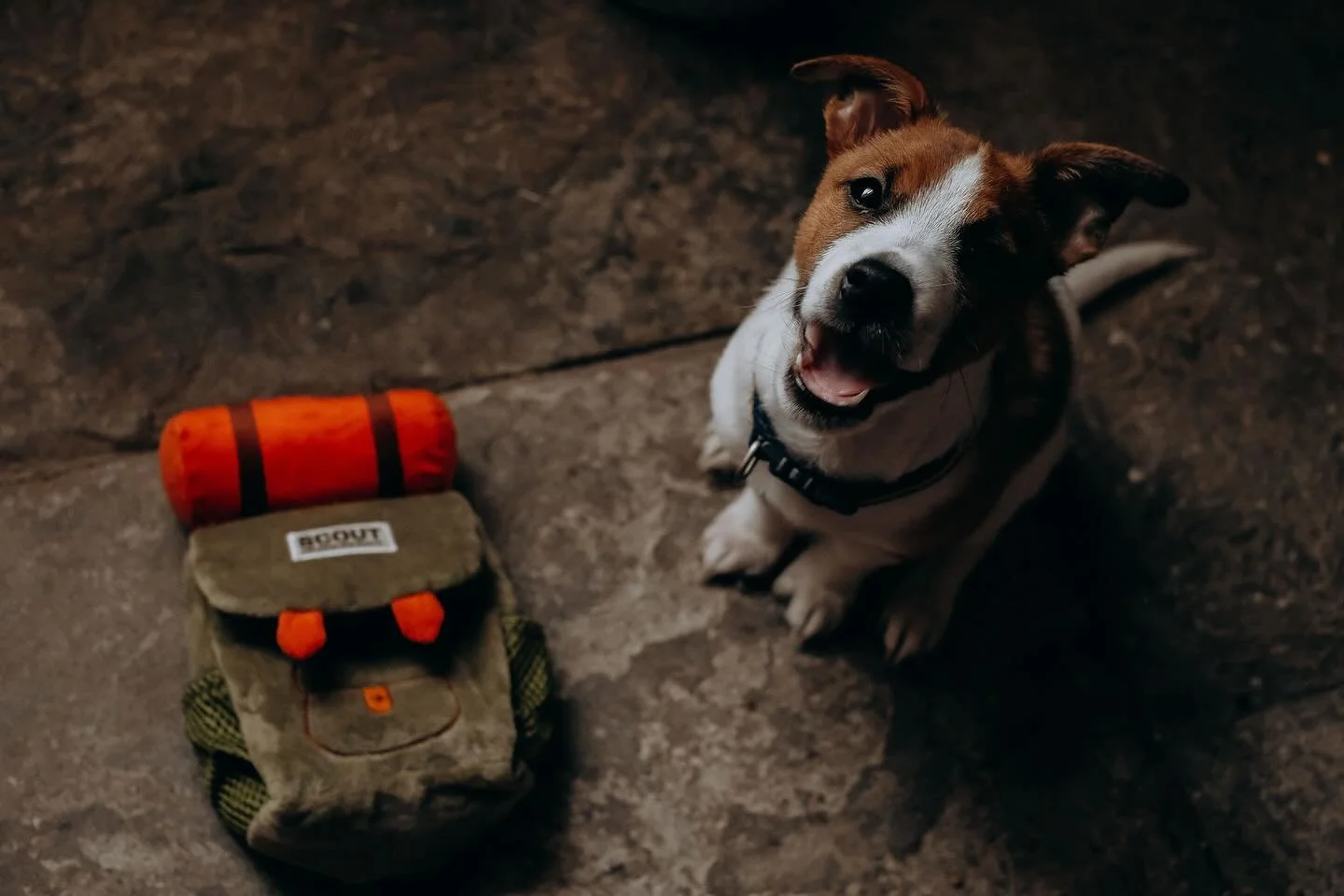 Soul-Dog photoshoots - special offer &pound;100 for Lake District customers. 

My biggest regret when I lost Archie was that I hadn&rsquo;t taken more photos of him. I&rsquo;ll be making up for that with little Scout. 

Contact me to book a shoot wit