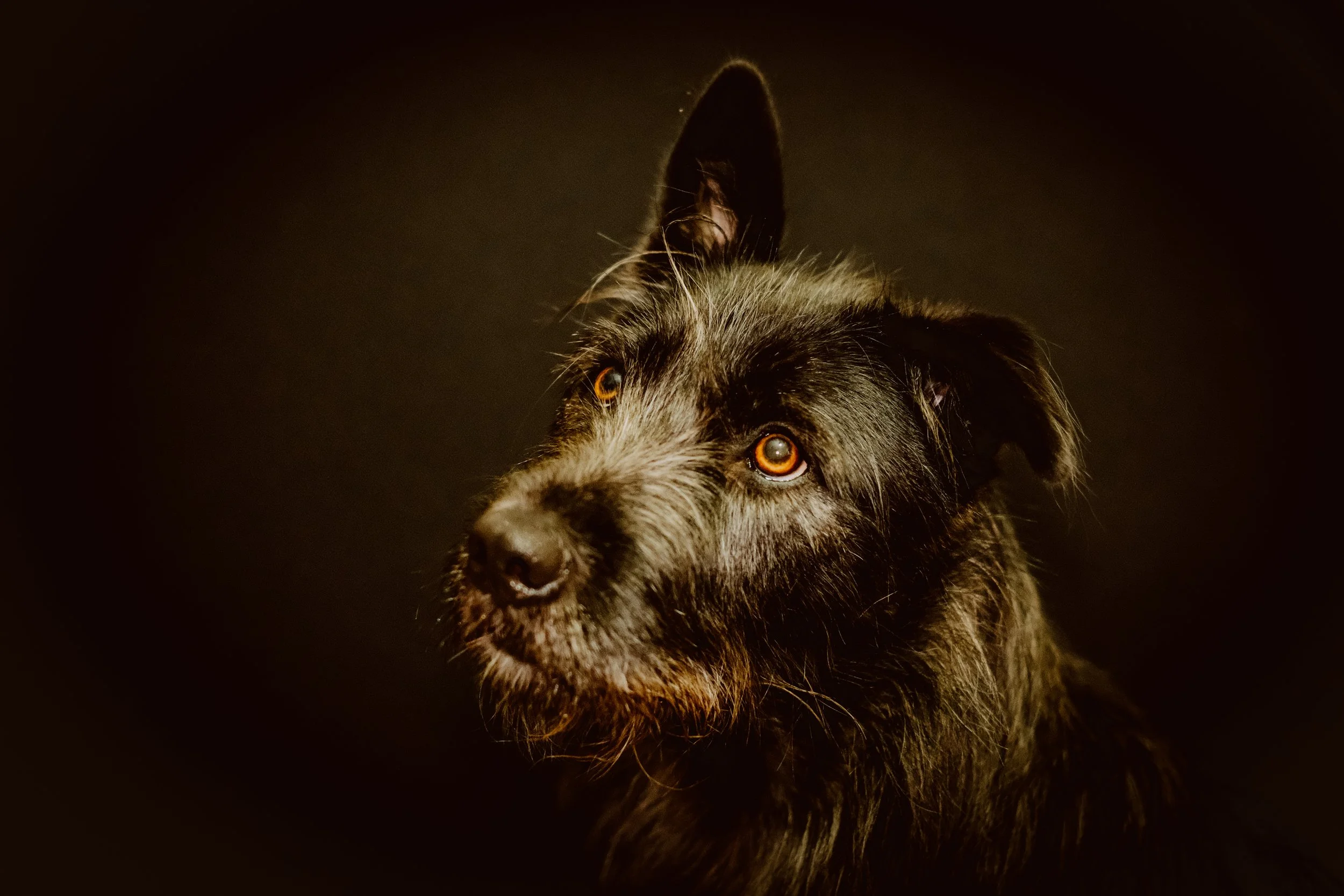 Close-up of a black and gray dog with amber eyes, looking slightly upwards against a dark background